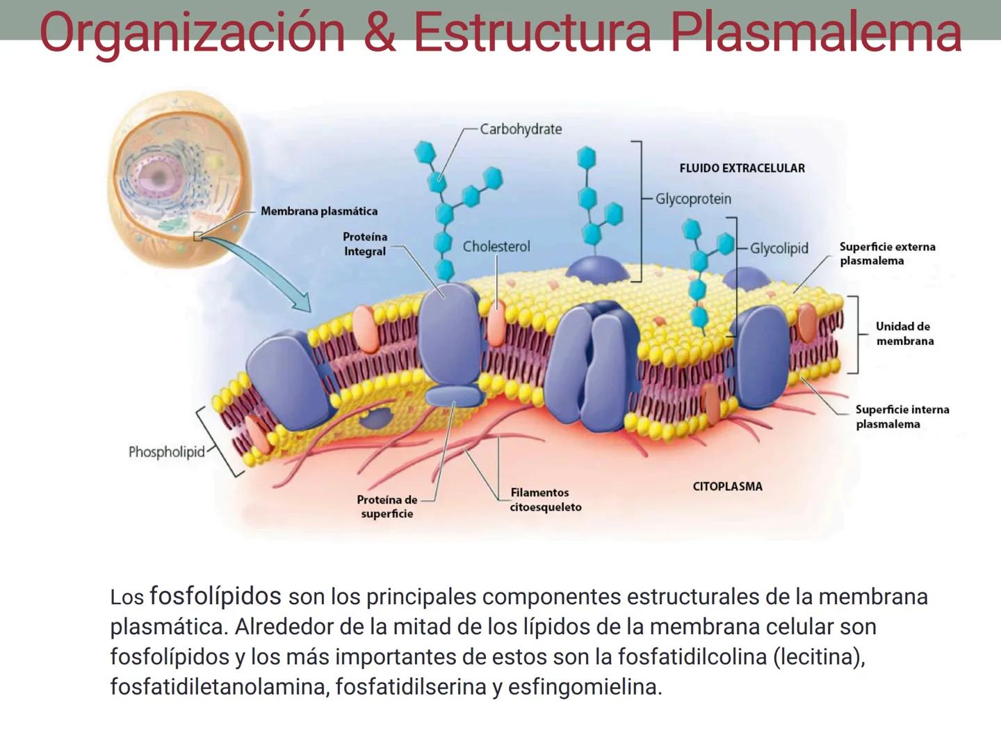 # OBJETIVOS CLASE N° 3
- Describir y explicar las principales características que definen a los células vivas.
- Identificar los principal