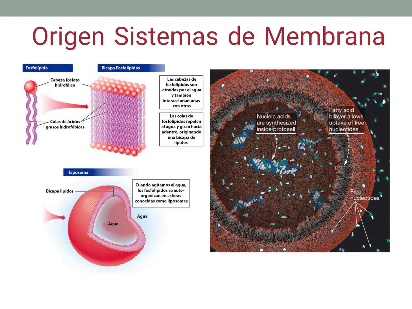 # OBJETIVOS CLASE N° 3
- Describir y explicar las principales características que definen a los células vivas.
- Identificar los principal