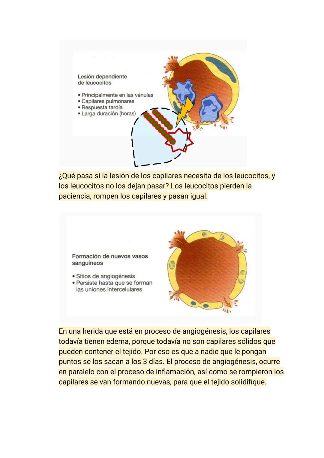 Estímulo
Factor
Agente injuriante
Fisiológica
Normal
Armónica
↑
Respuesta
Célula
Tejido
Órgano
Sistema
Organismo
Fisiopatológica
Anormal
Ina