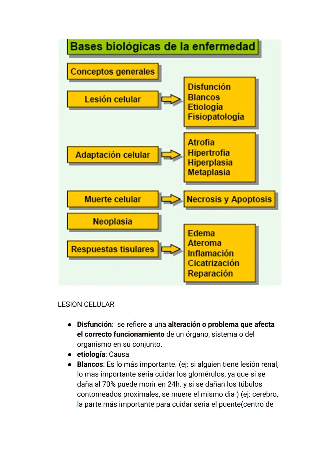 Estímulo
Factor
Agente injuriante
Fisiológica
Normal
Armónica
↑
Respuesta
Célula
Tejido
Órgano
Sistema
Organismo
Fisiopatológica
Anormal
Ina