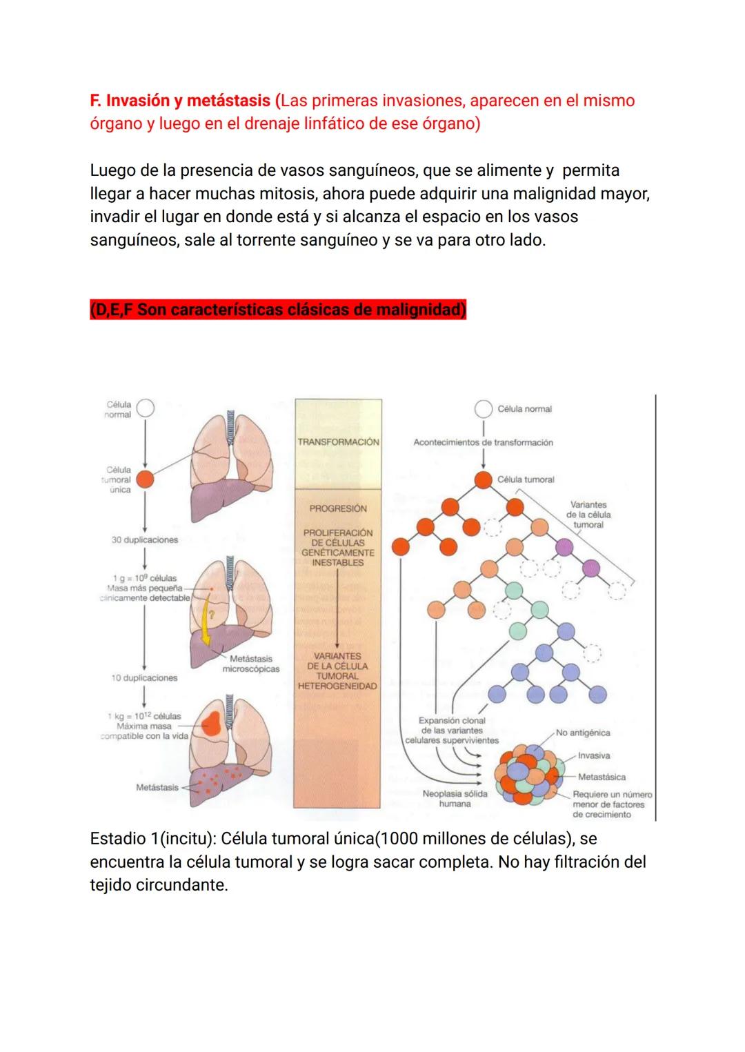 Estímulo
Factor
Agente injuriante
Fisiológica
Normal
Armónica
↑
Respuesta
Célula
Tejido
Órgano
Sistema
Organismo
Fisiopatológica
Anormal
Ina