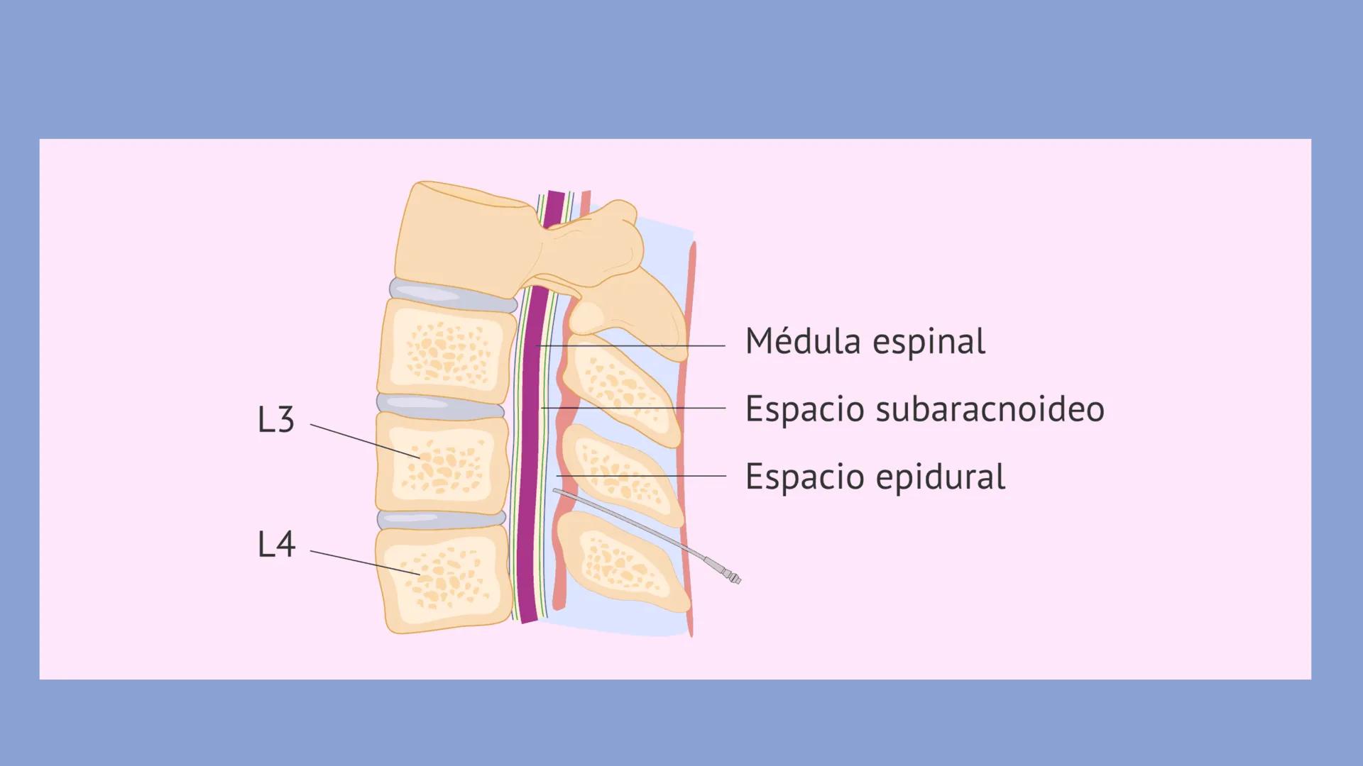# UNIVERSIDAD
# CATÓLICA
# LA SANTÍSIMA CONCEPCIÓN
# UCSC
# ANESTESIA
# EU. Diana Beltrán M.
# El anestesista
# ¿Quién es este? # Objetivos