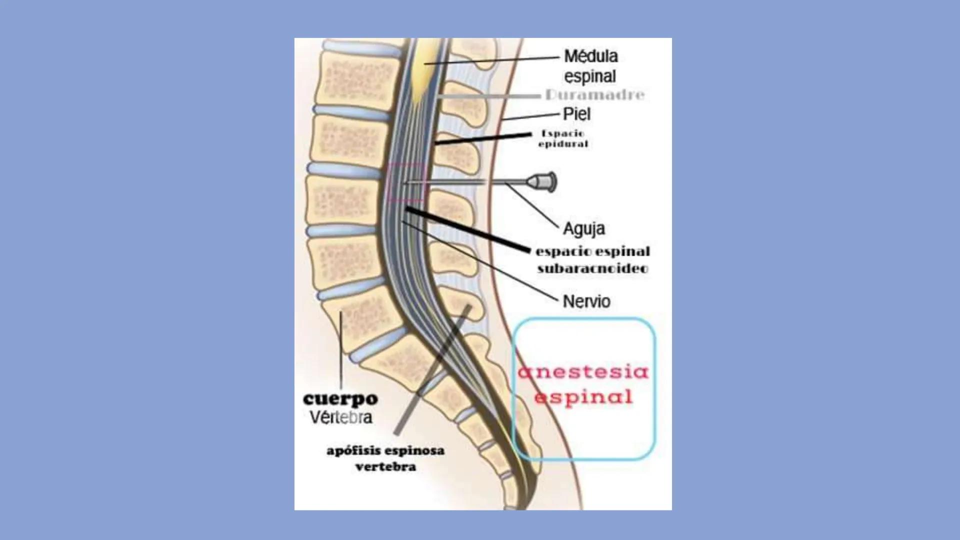 # UNIVERSIDAD
# CATÓLICA
# LA SANTÍSIMA CONCEPCIÓN
# UCSC
# ANESTESIA
# EU. Diana Beltrán M.
# El anestesista
# ¿Quién es este? # Objetivos