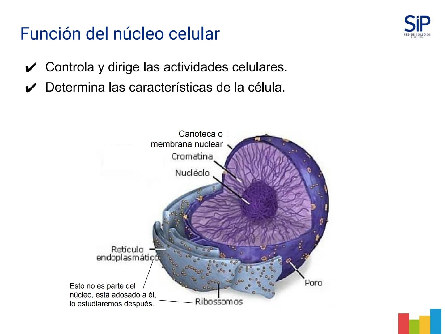 # Célula como unidad
estructural y funcional
de los seres vivos.
1 Comparar células eucariontes
con las procariontes a través de
laminas co