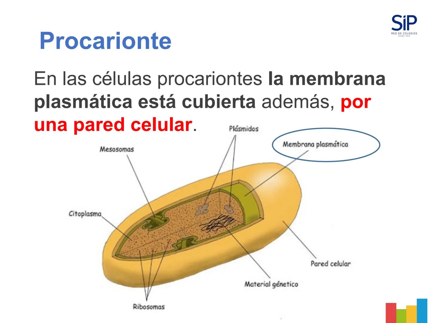 # Célula como unidad
estructural y funcional
de los seres vivos.
1 Comparar células eucariontes
con las procariontes a través de
laminas co