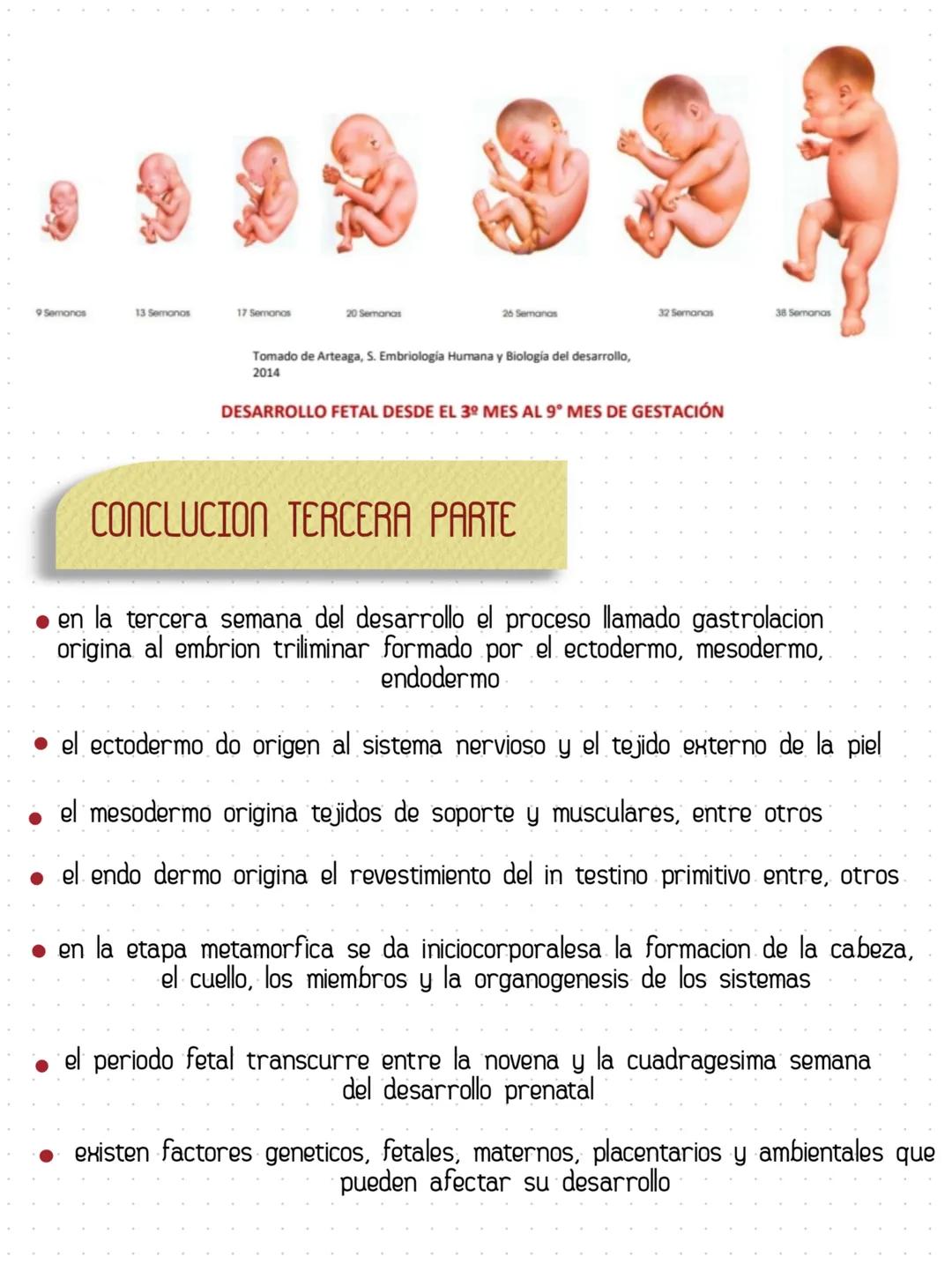 # HISTOLOGÍA COMO CIENCIAS
Rama morfologica que estudia los tejidos
y las celulas de los organismos
Ectodermo, Mesodermo, Endodermo son
las
