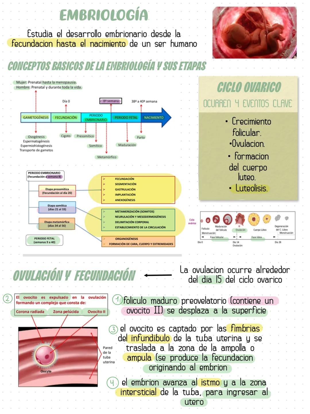 # HISTOLOGÍA COMO CIENCIAS
Rama morfologica que estudia los tejidos
y las celulas de los organismos
Ectodermo, Mesodermo, Endodermo son
las