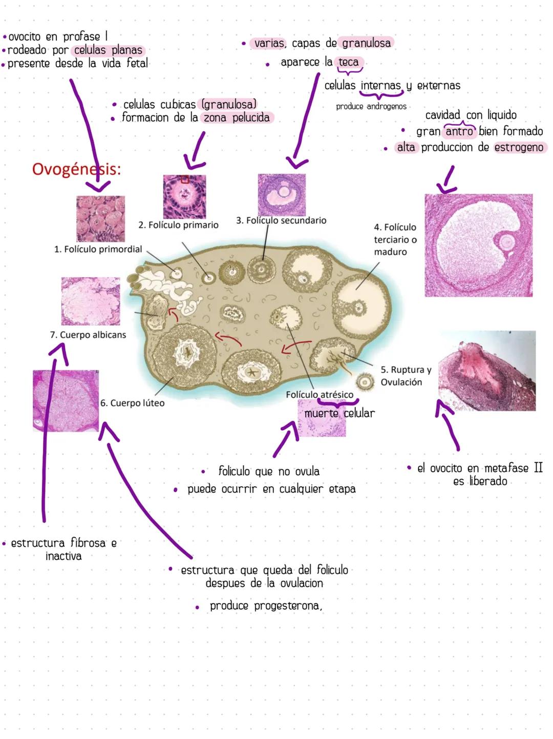 # HISTOLOGÍA COMO CIENCIAS
Rama morfologica que estudia los tejidos
y las celulas de los organismos
Ectodermo, Mesodermo, Endodermo son
las