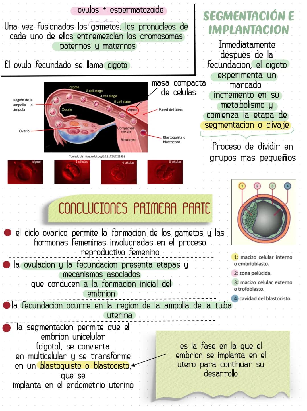 # HISTOLOGÍA COMO CIENCIAS
Rama morfologica que estudia los tejidos
y las celulas de los organismos
Ectodermo, Mesodermo, Endodermo son
las