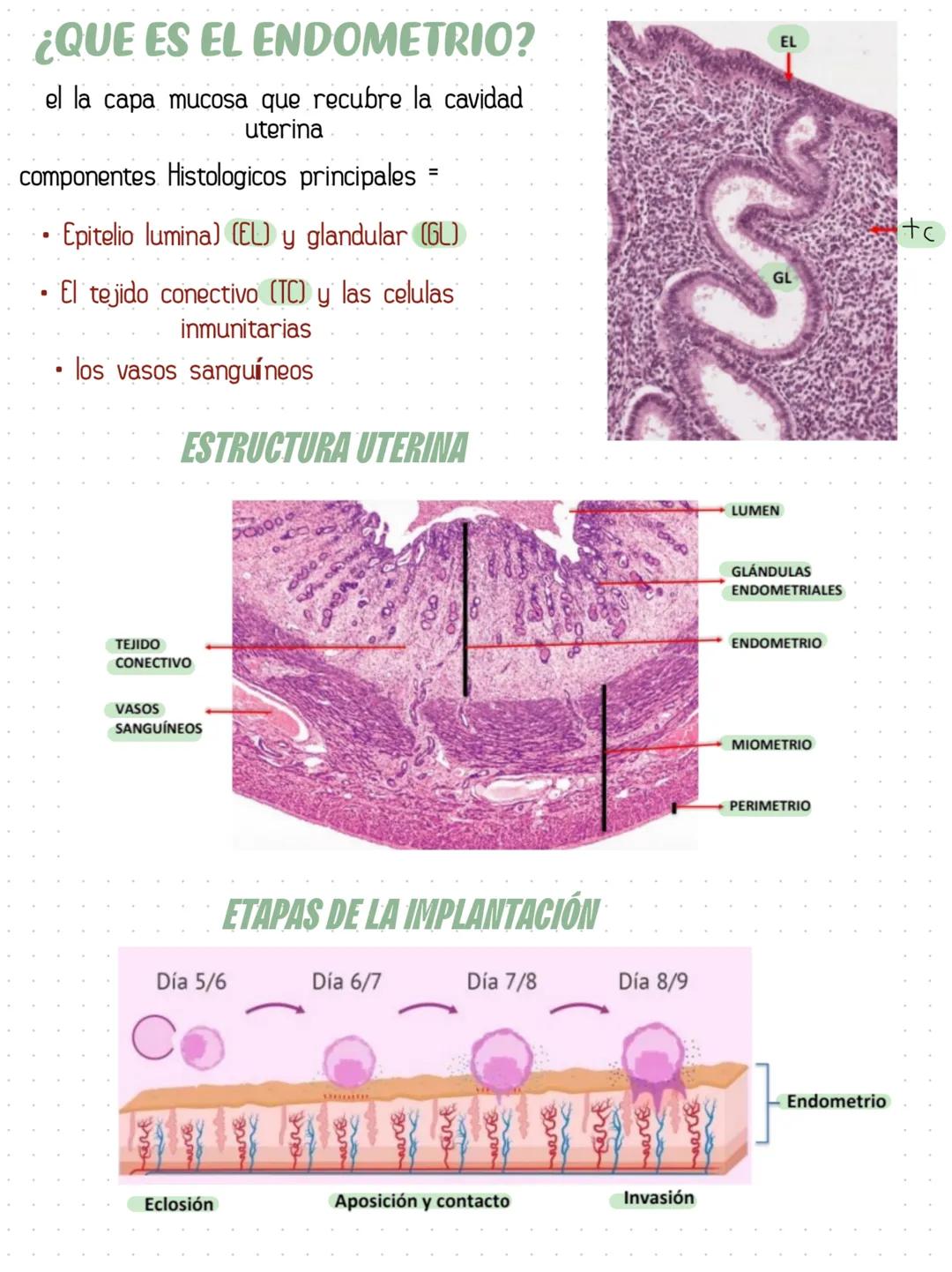 # HISTOLOGÍA COMO CIENCIAS
Rama morfologica que estudia los tejidos
y las celulas de los organismos
Ectodermo, Mesodermo, Endodermo son
las