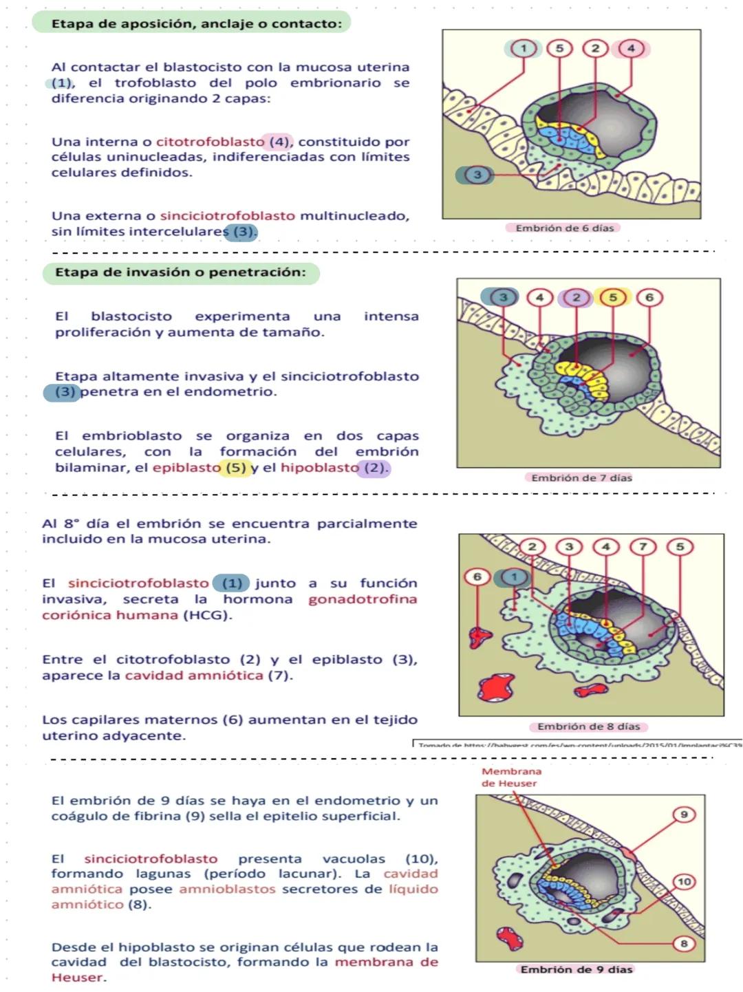 # HISTOLOGÍA COMO CIENCIAS
Rama morfologica que estudia los tejidos
y las celulas de los organismos
Ectodermo, Mesodermo, Endodermo son
las