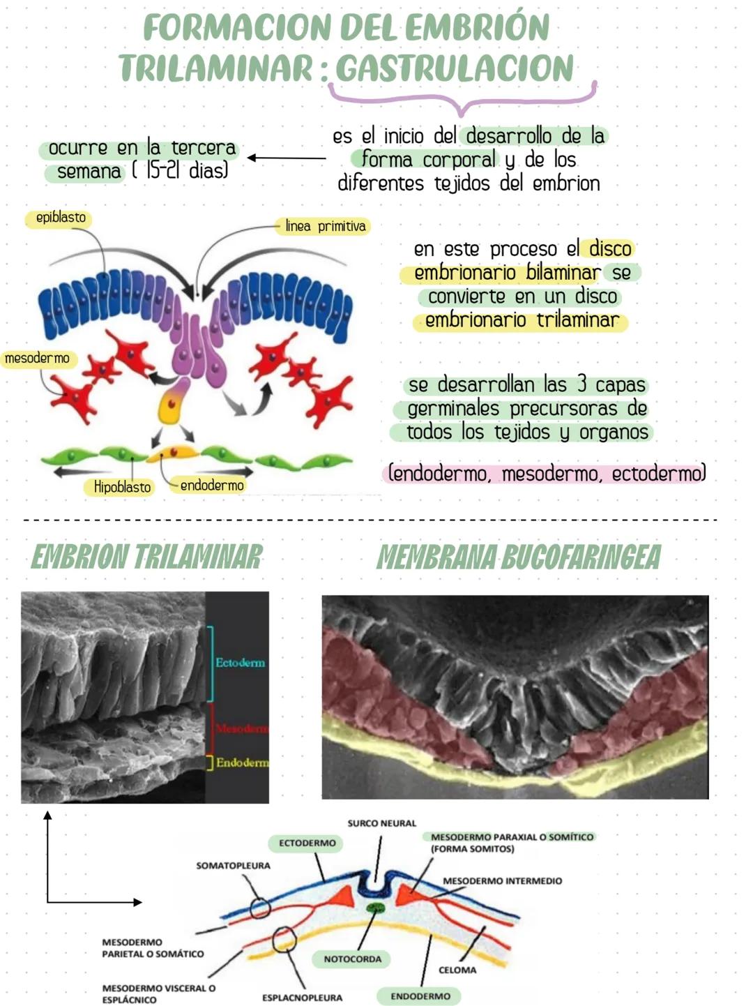 # HISTOLOGÍA COMO CIENCIAS
Rama morfologica que estudia los tejidos
y las celulas de los organismos
Ectodermo, Mesodermo, Endodermo son
las