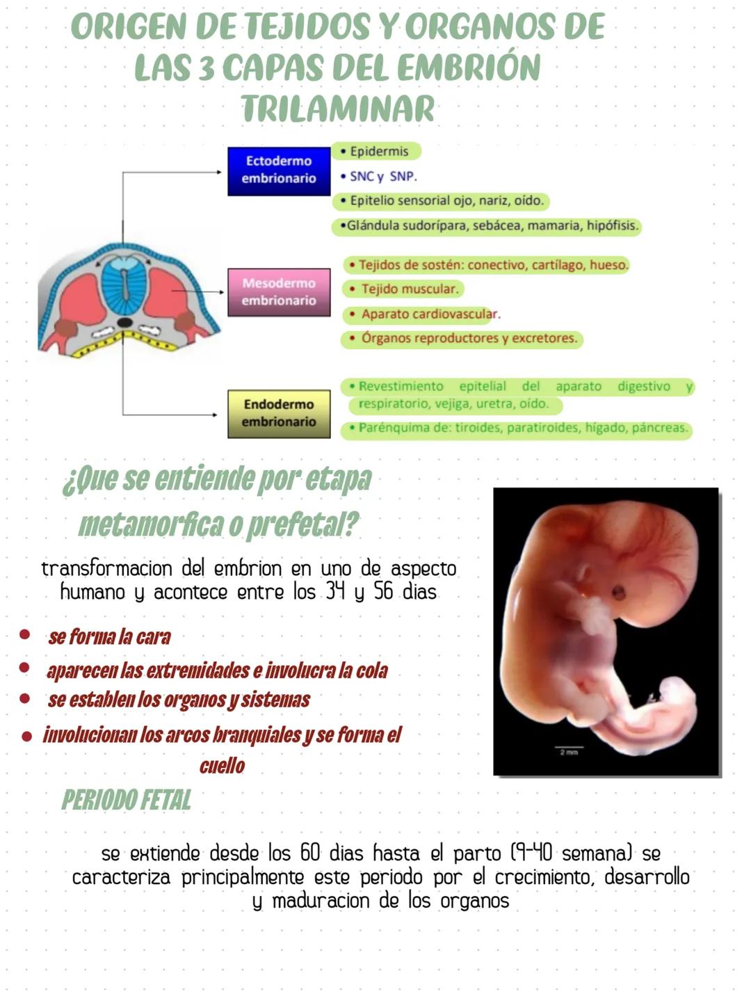 # HISTOLOGÍA COMO CIENCIAS
Rama morfologica que estudia los tejidos
y las celulas de los organismos
Ectodermo, Mesodermo, Endodermo son
las