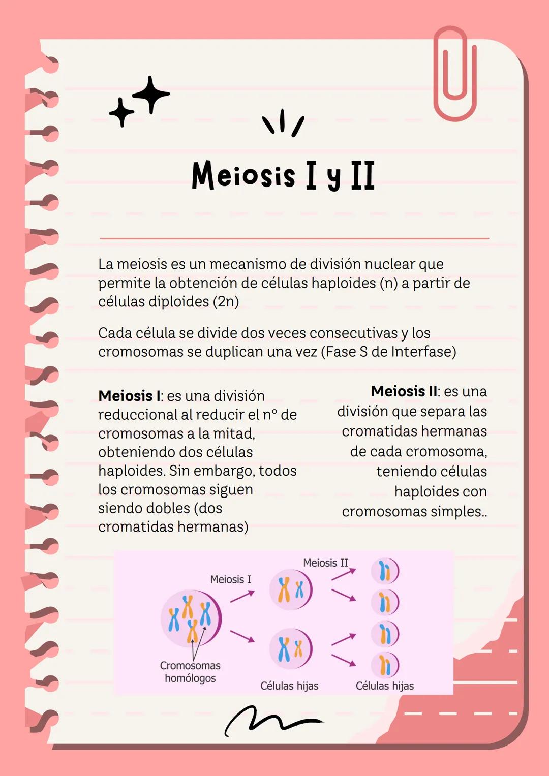 Meiosis I y II