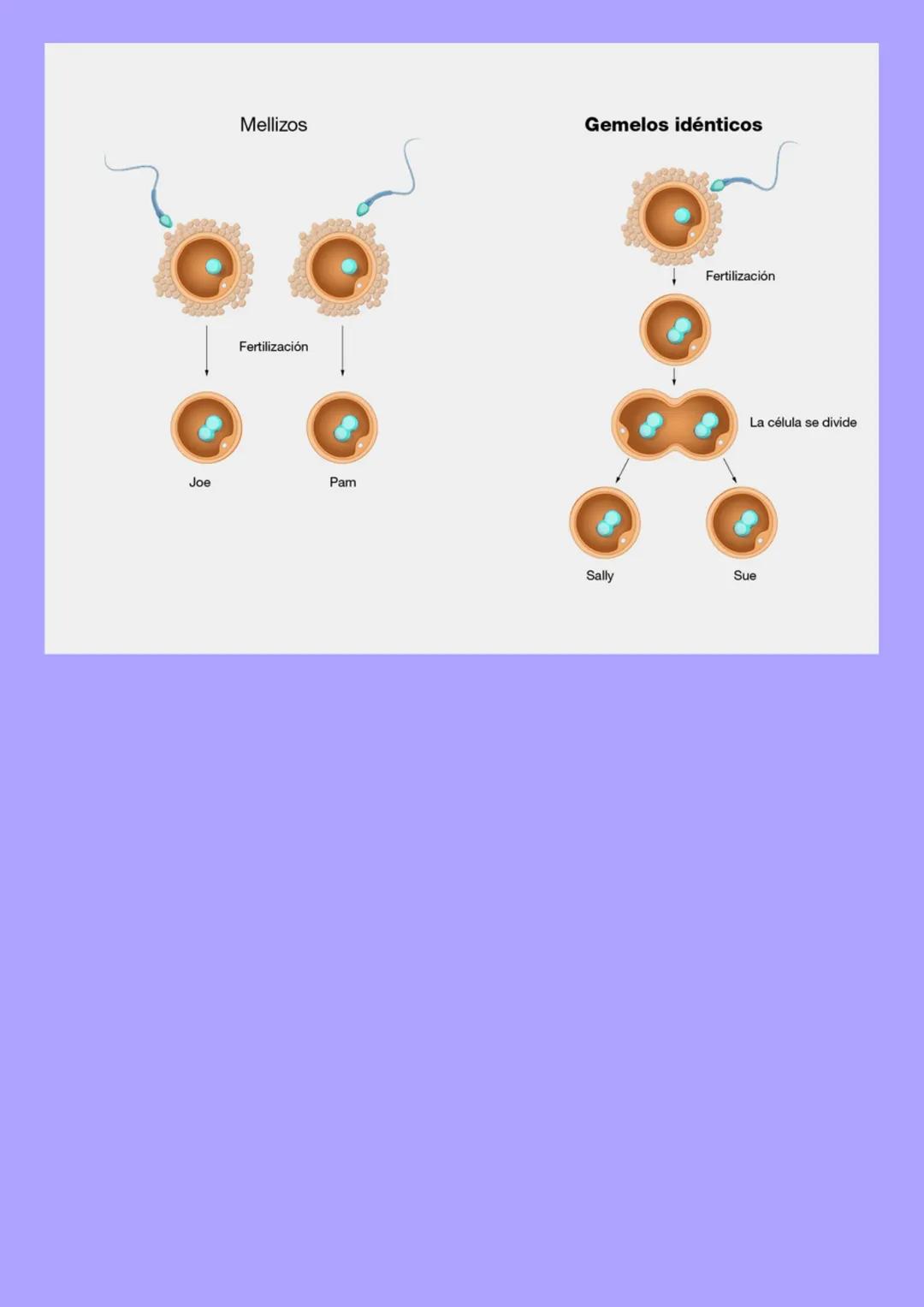 # Meiosis I y II
La meiosis es un mecanismo de división nuclear que permite la obtención de células haploides (n) a partir de células diplo