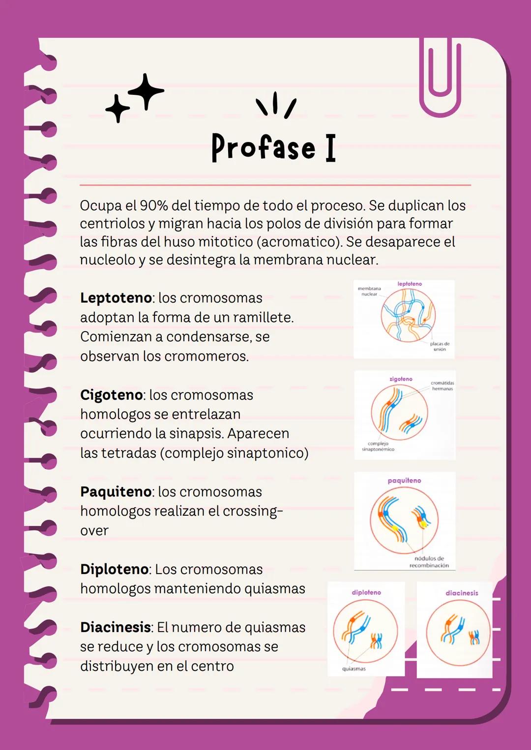 # Meiosis I y II
La meiosis es un mecanismo de división nuclear que permite la obtención de células haploides (n) a partir de células diplo