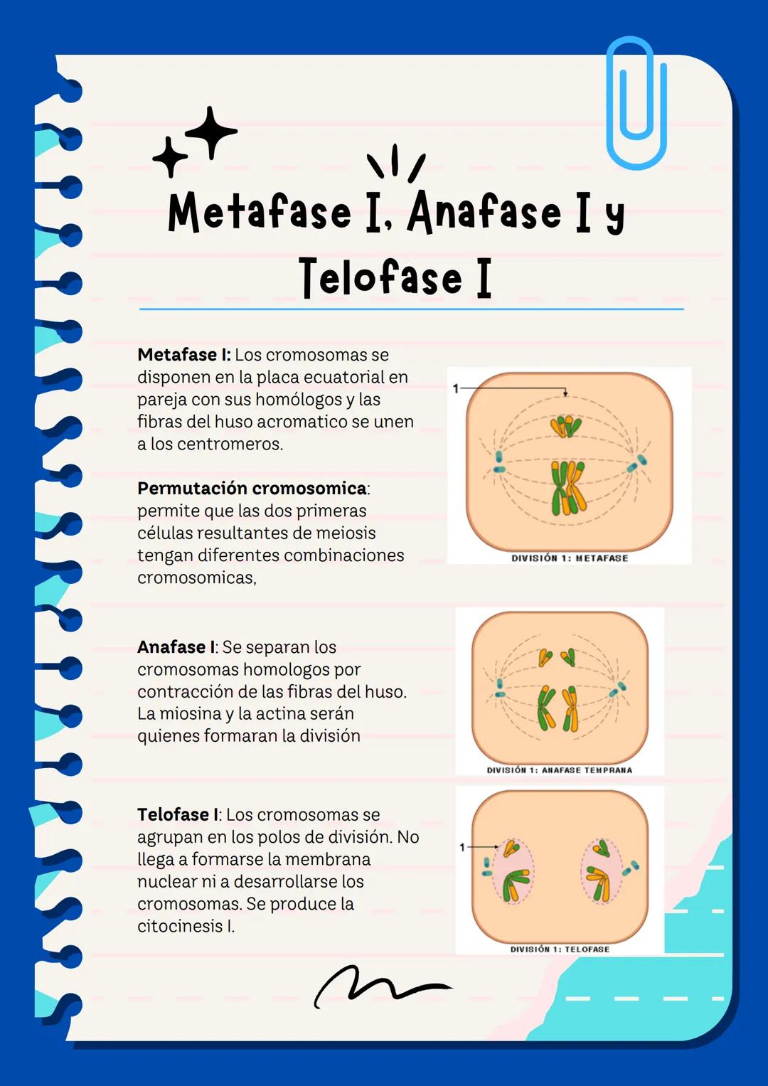 # Meiosis I y II
La meiosis es un mecanismo de división nuclear que permite la obtención de células haploides (n) a partir de células diplo