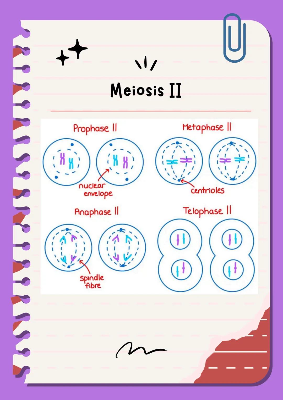 # Meiosis I y II
La meiosis es un mecanismo de división nuclear que permite la obtención de células haploides (n) a partir de células diplo