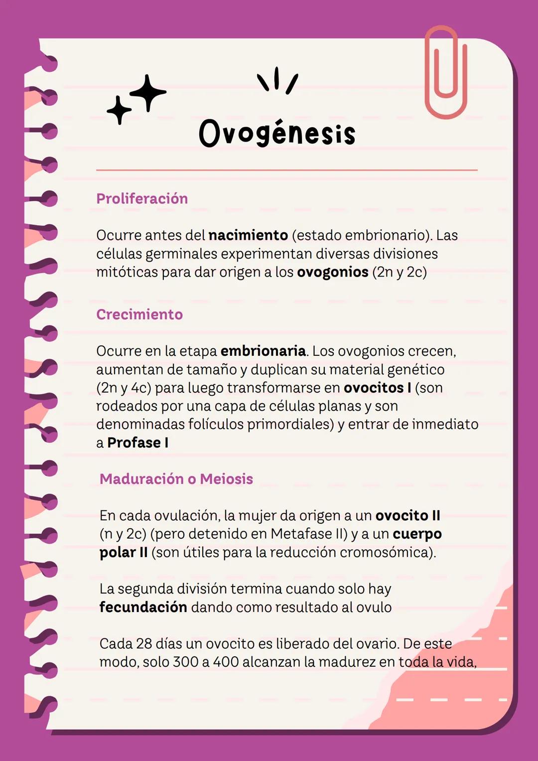 # Meiosis I y II
La meiosis es un mecanismo de división nuclear que permite la obtención de células haploides (n) a partir de células diplo