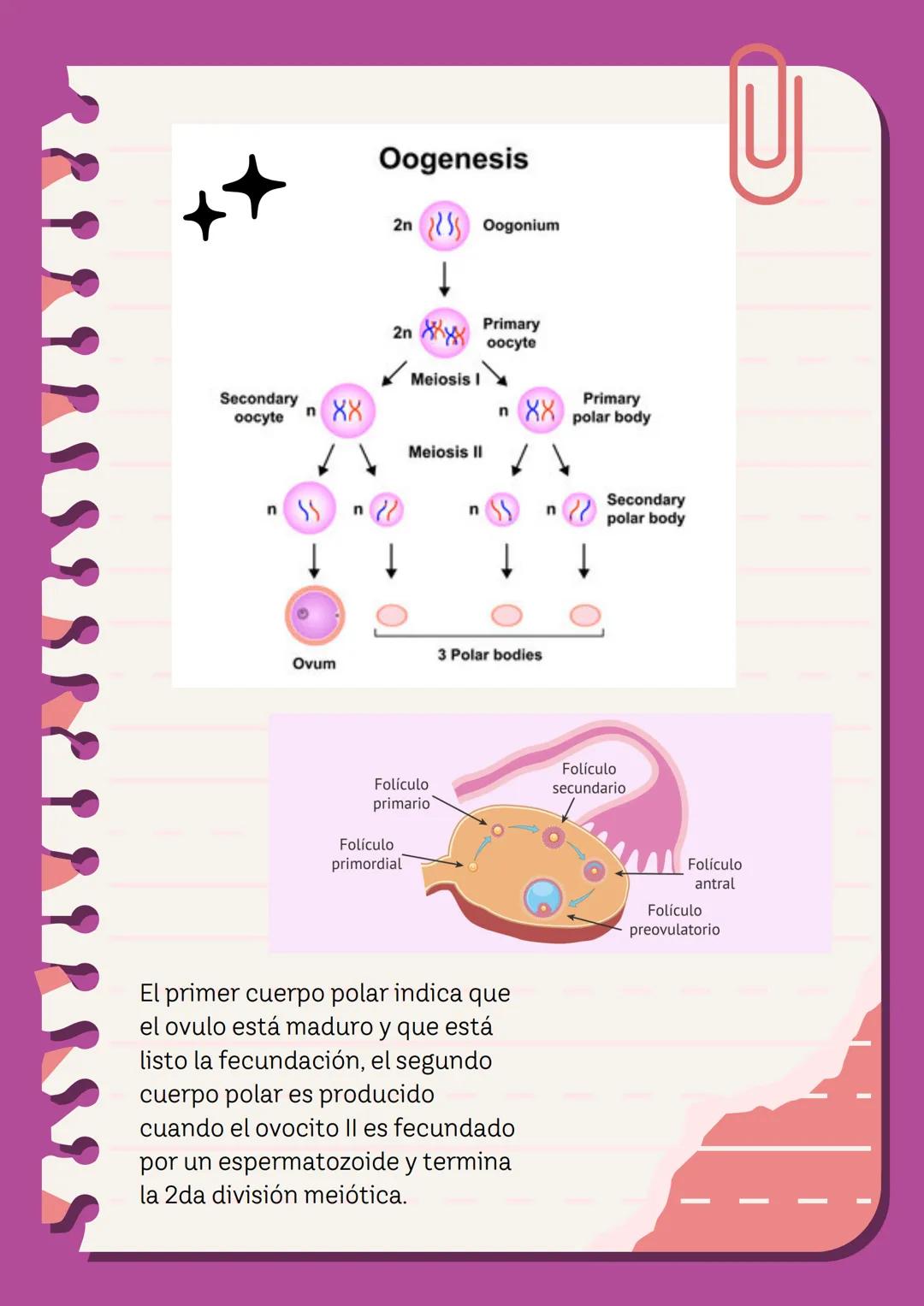 # Meiosis I y II
La meiosis es un mecanismo de división nuclear que permite la obtención de células haploides (n) a partir de células diplo