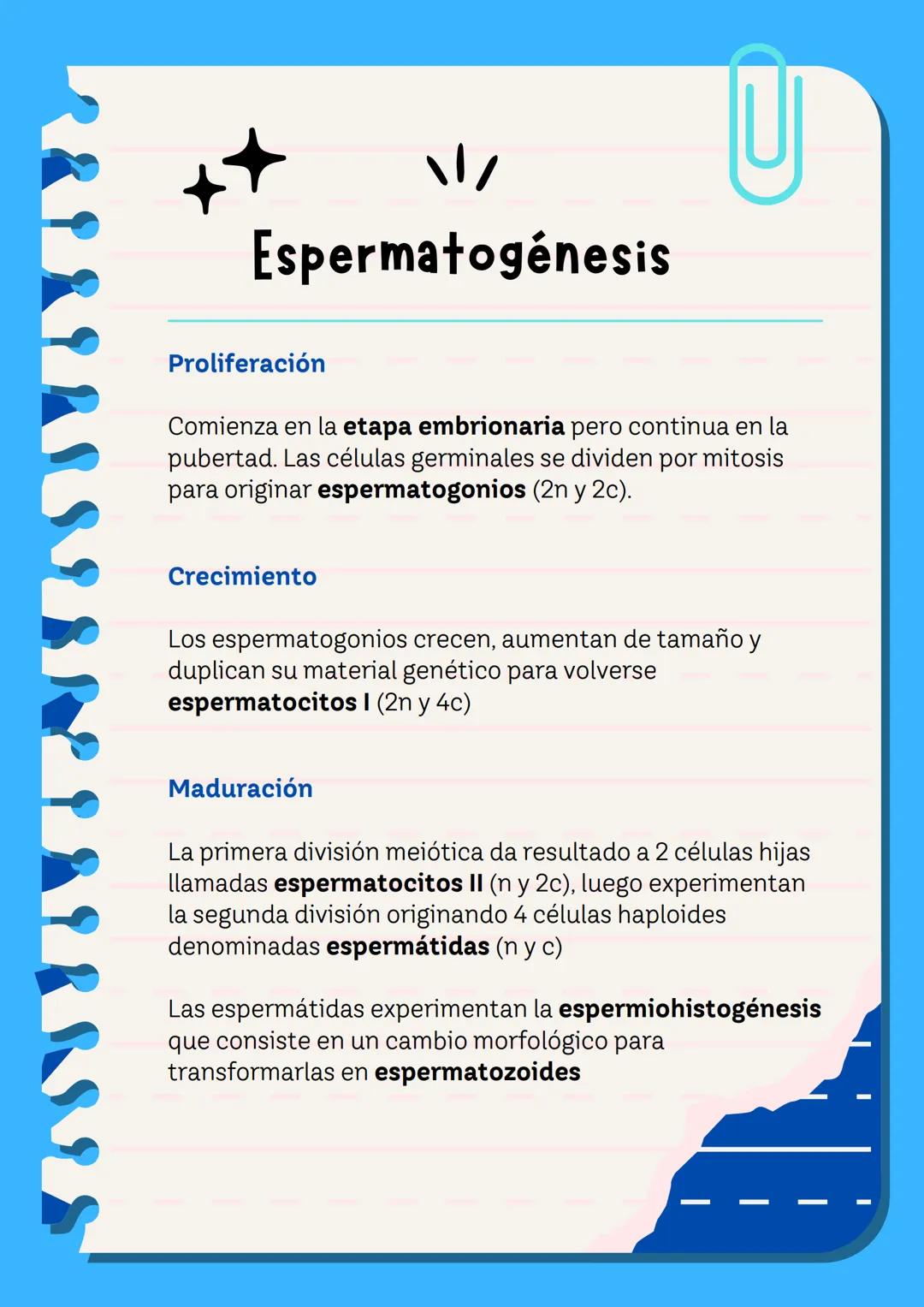 # Meiosis I y II
La meiosis es un mecanismo de división nuclear que permite la obtención de células haploides (n) a partir de células diplo