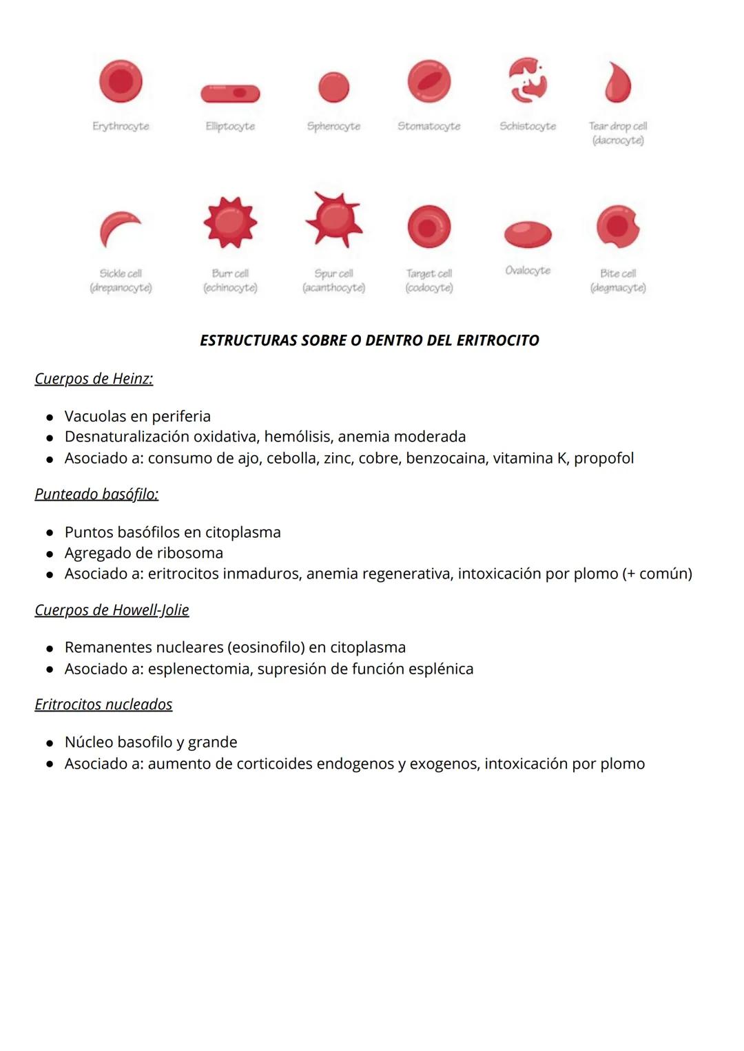 HEMOGRAMA Y SUS ALTERACIONES
Anemia: alteración a nivel sanguíneo donde el número de eritrocitos, la concentración de
hemoglobina y el hemat