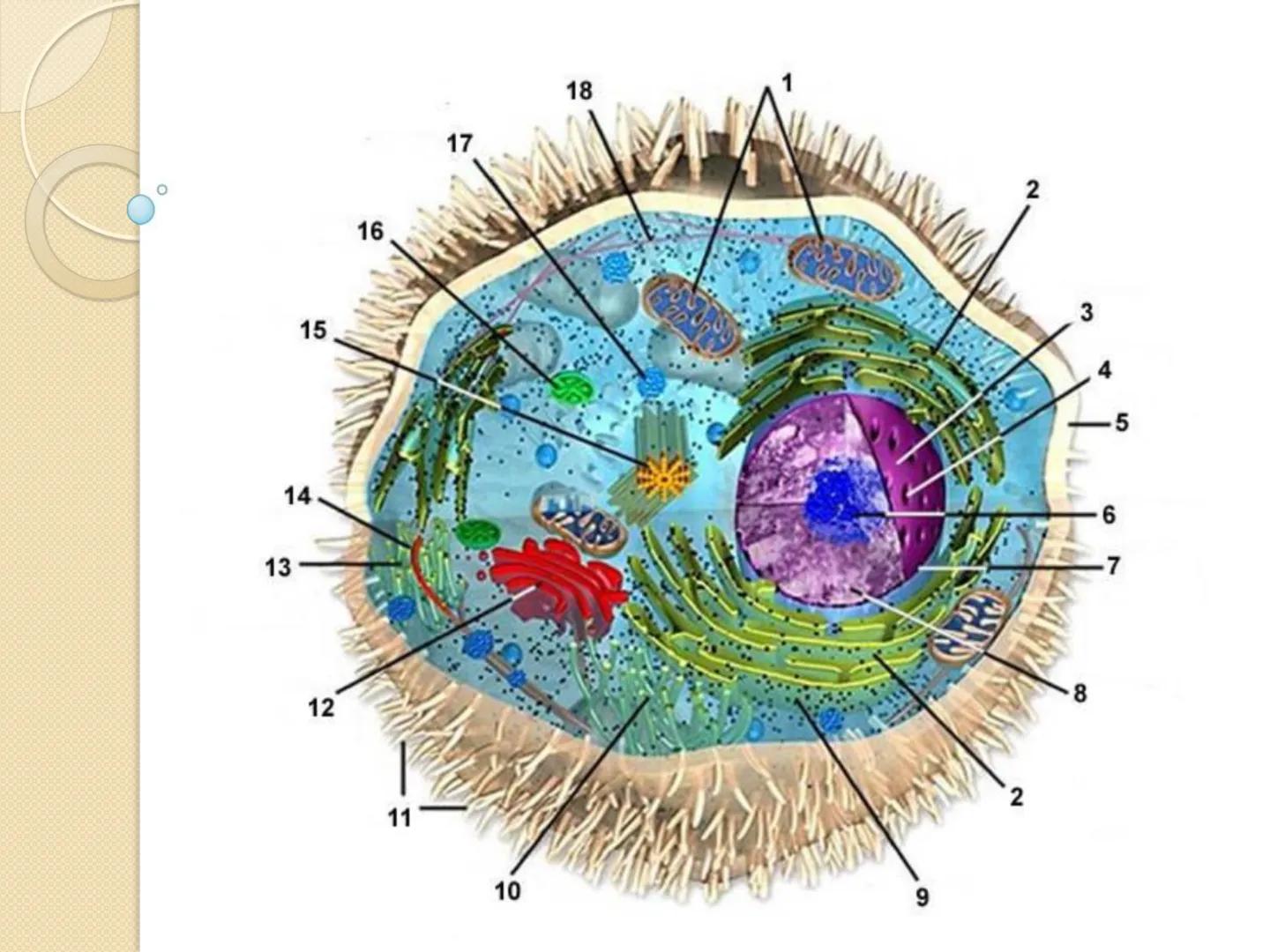 Bioenergética
• Objetivo: Describir las
transformaciones, intercambio y uso de
la ENERGÍA en los seres vivos. Introducción
Los seres vivos e