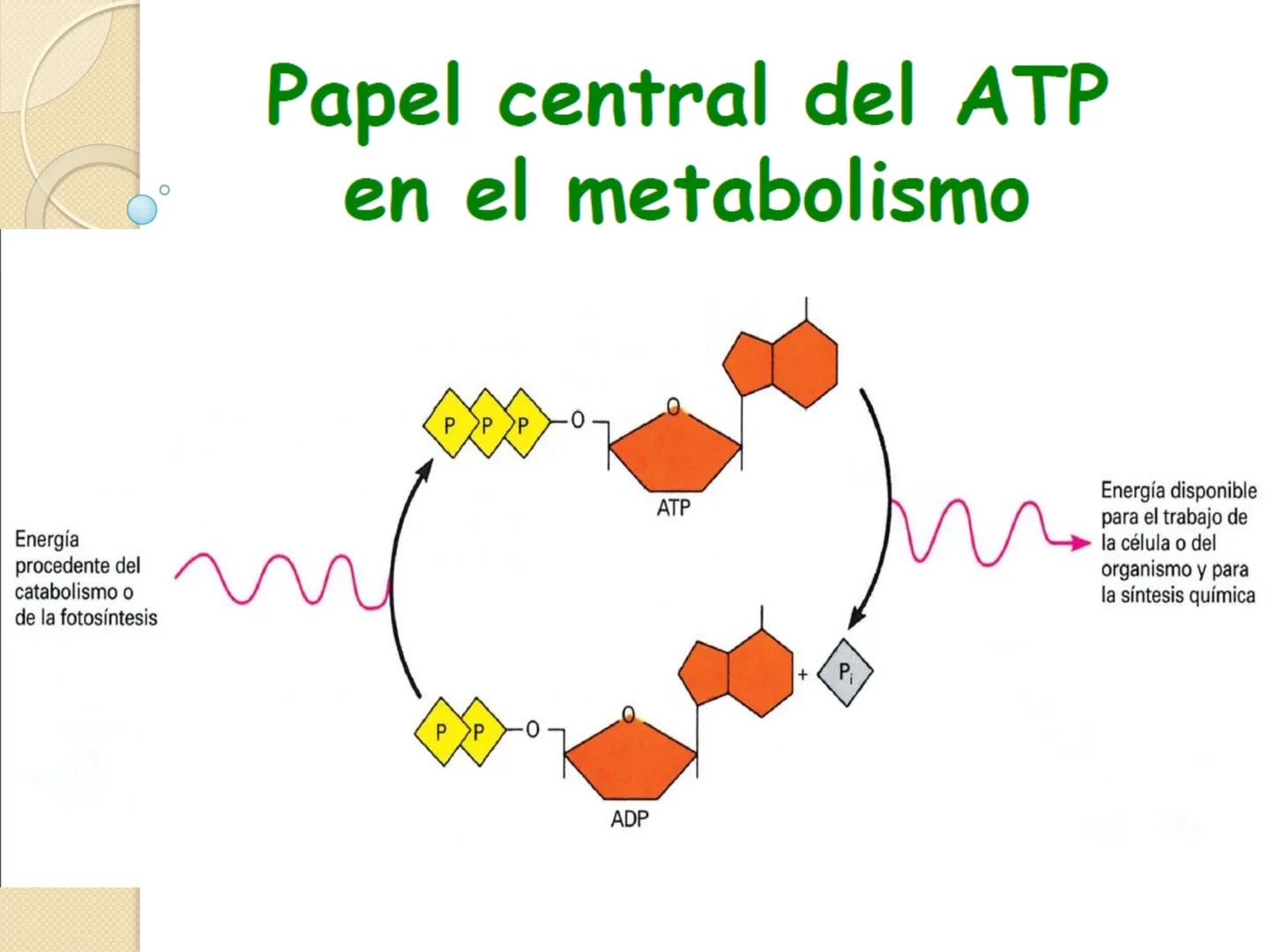 Bioenergética
• Objetivo: Describir las
transformaciones, intercambio y uso de
la ENERGÍA en los seres vivos. Introducción
Los seres vivos e