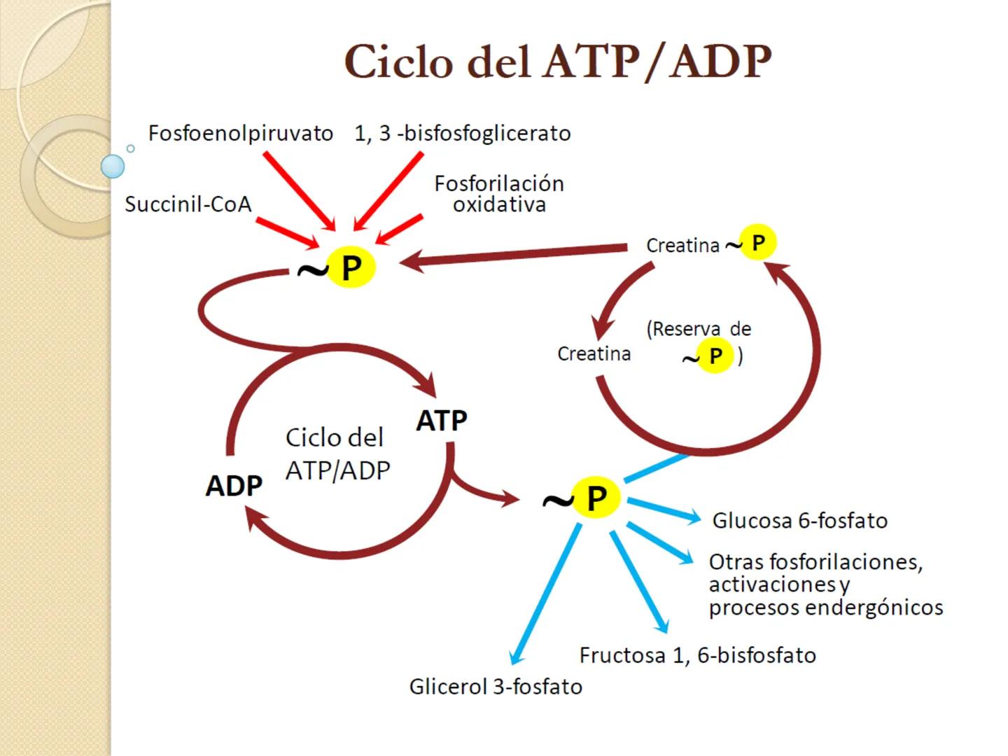 Bioenergética
• Objetivo: Describir las
transformaciones, intercambio y uso de
la ENERGÍA en los seres vivos. Introducción
Los seres vivos e