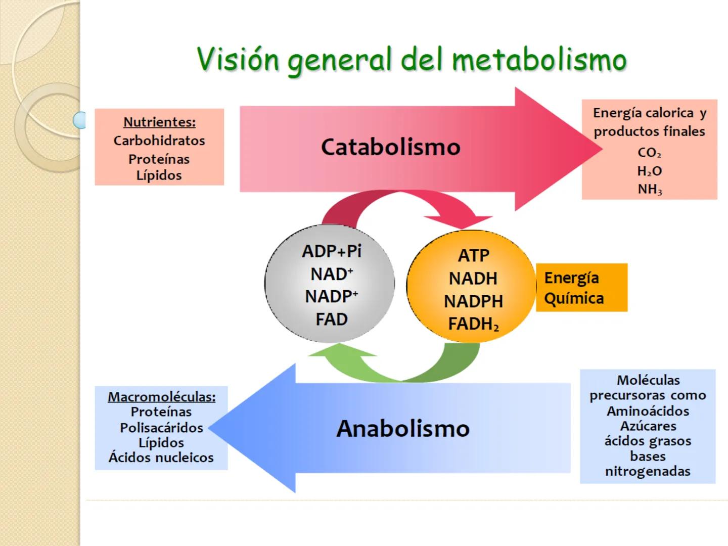 Bioenergética
• Objetivo: Describir las
transformaciones, intercambio y uso de
la ENERGÍA en los seres vivos. Introducción
Los seres vivos e