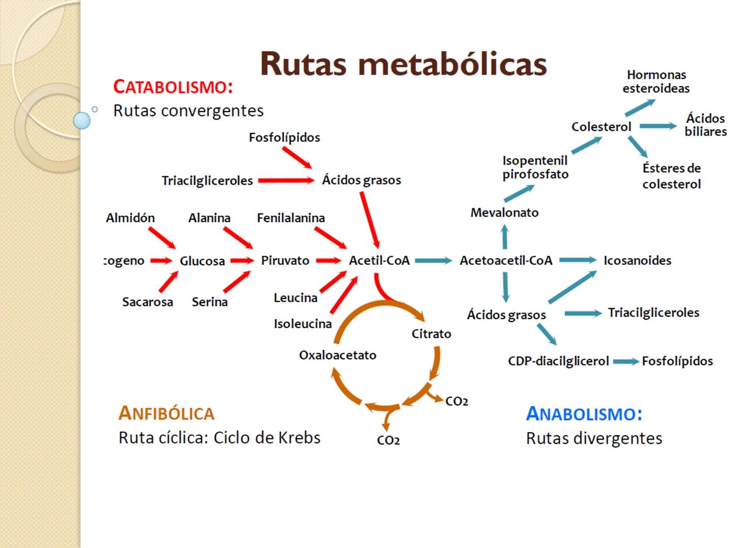 Bioenergética
• Objetivo: Describir las
transformaciones, intercambio y uso de
la ENERGÍA en los seres vivos. Introducción
Los seres vivos e