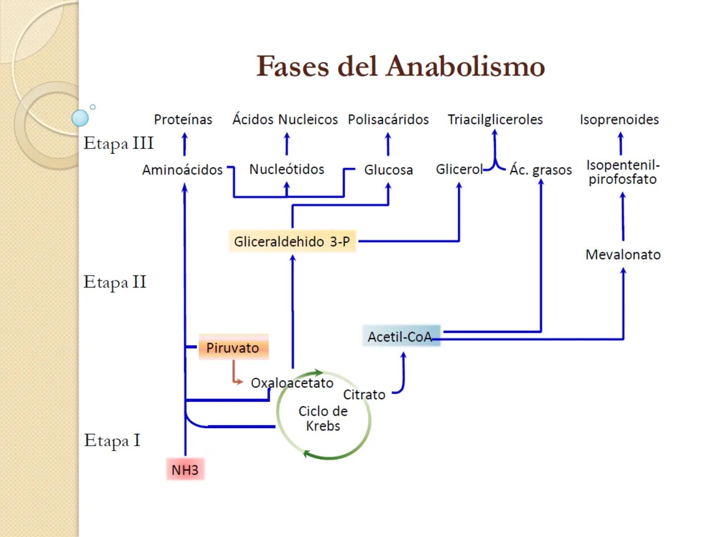 Bioenergética
• Objetivo: Describir las
transformaciones, intercambio y uso de
la ENERGÍA en los seres vivos. Introducción
Los seres vivos e