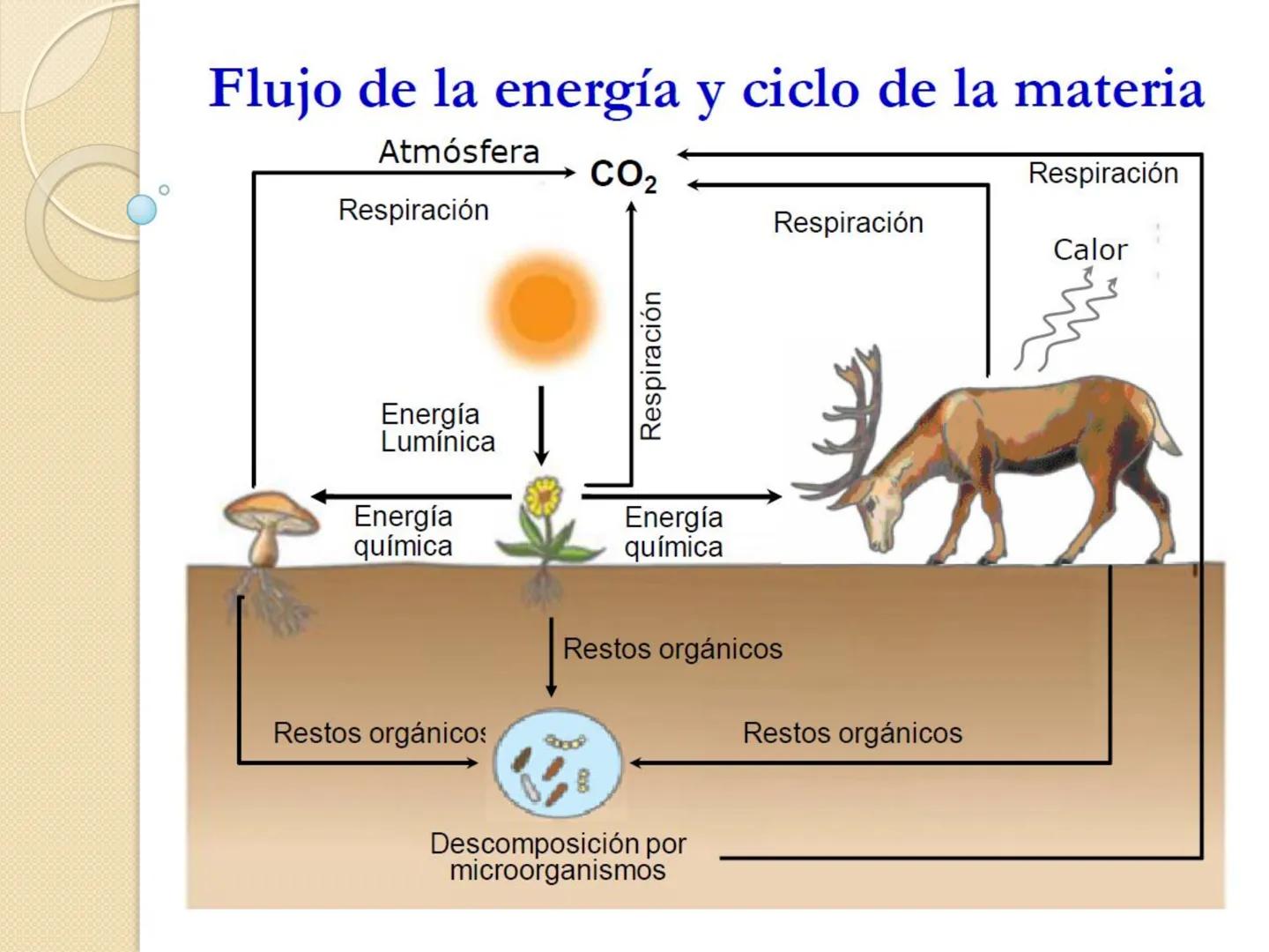 Bioenergética
• Objetivo: Describir las
transformaciones, intercambio y uso de
la ENERGÍA en los seres vivos. Introducción
Los seres vivos e