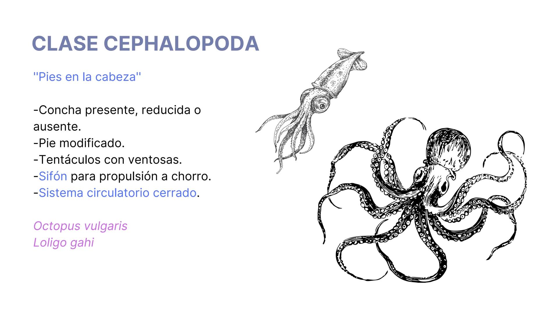 PHYLUM MOLLUSCA
MOLLIS: BLANDO, SUAVE
CARACTERÍSTICAS GENERALES:
-Celomados (Esquizocelomados)
-Sin segmentación.
-Simetría bilateral.
-Trib