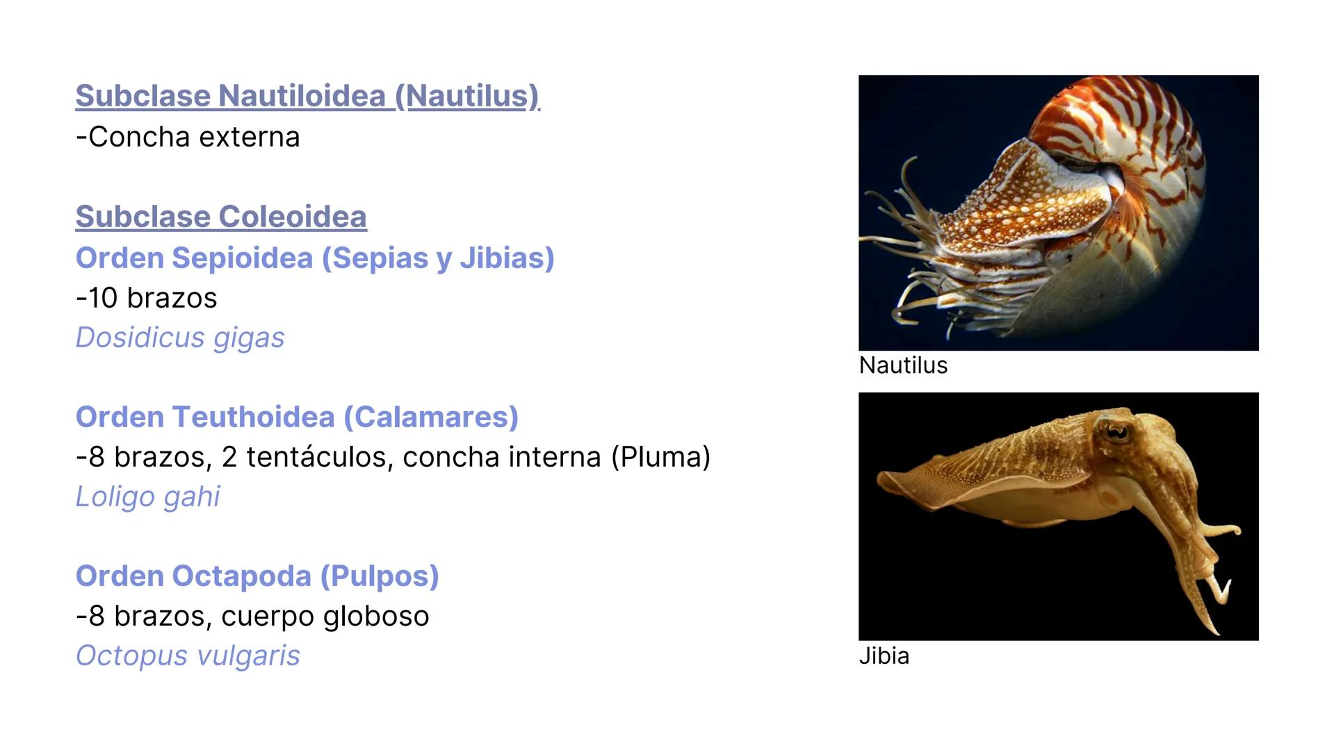 PHYLUM MOLLUSCA
MOLLIS: BLANDO, SUAVE
CARACTERÍSTICAS GENERALES:
-Celomados (Esquizocelomados)
-Sin segmentación.
-Simetría bilateral.
-Trib
