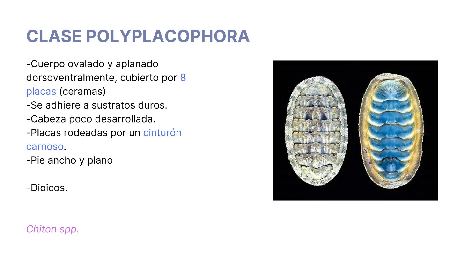 PHYLUM MOLLUSCA
MOLLIS: BLANDO, SUAVE
CARACTERÍSTICAS GENERALES:
-Celomados (Esquizocelomados)
-Sin segmentación.
-Simetría bilateral.
-Trib