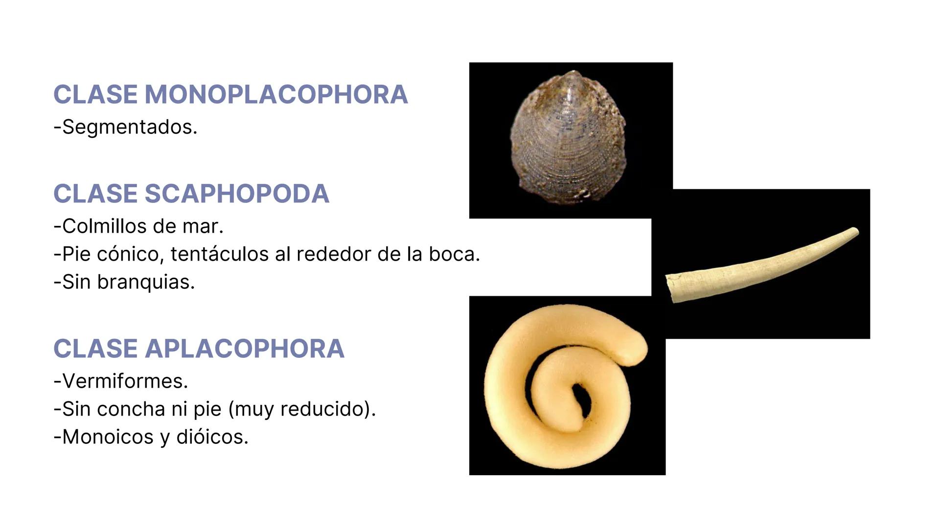 PHYLUM MOLLUSCA
MOLLIS: BLANDO, SUAVE
CARACTERÍSTICAS GENERALES:
-Celomados (Esquizocelomados)
-Sin segmentación.
-Simetría bilateral.
-Trib