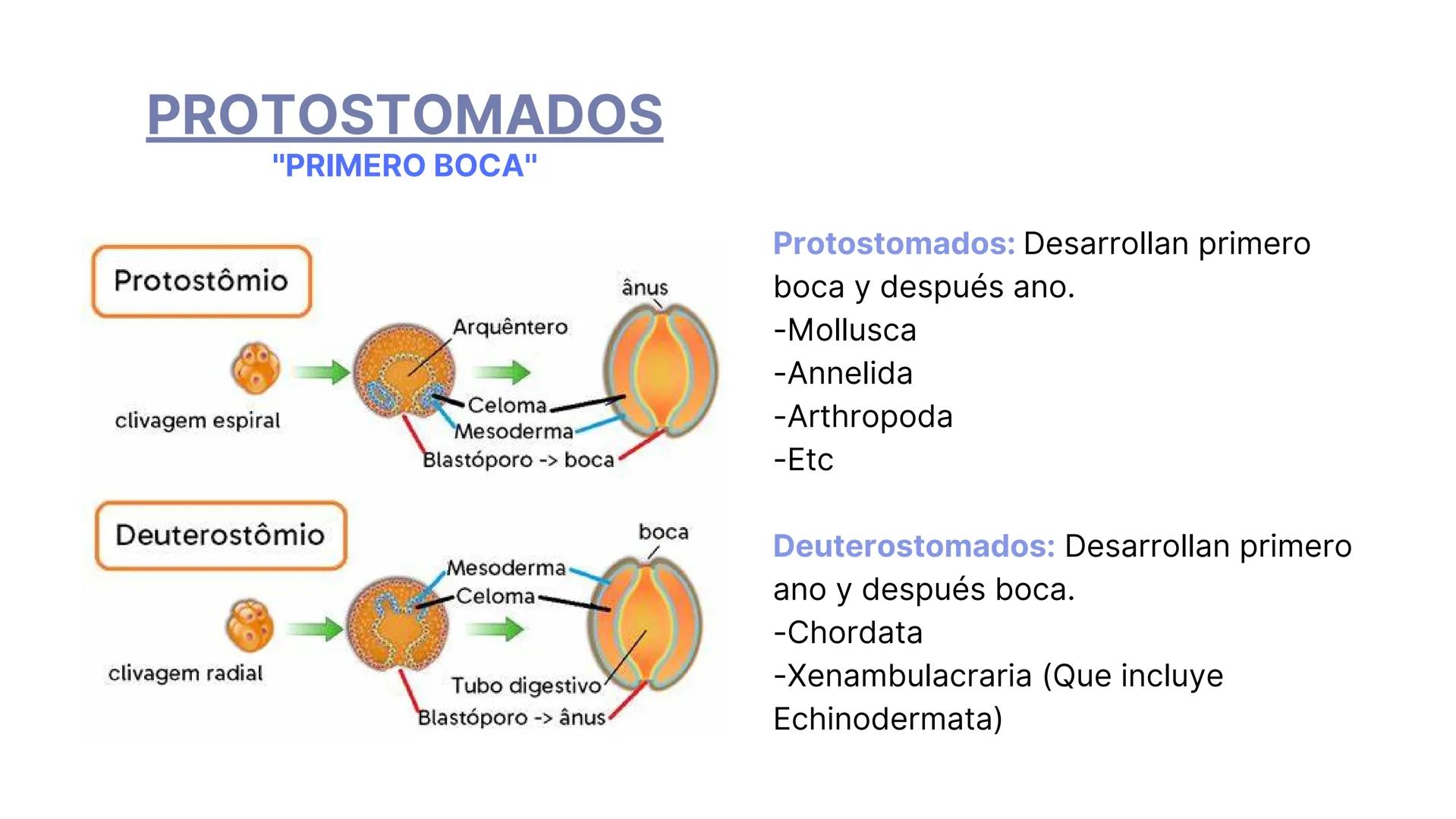 PHYLUM MOLLUSCA
MOLLIS: BLANDO, SUAVE
CARACTERÍSTICAS GENERALES:
-Celomados (Esquizocelomados)
-Sin segmentación.
-Simetría bilateral.
-Trib