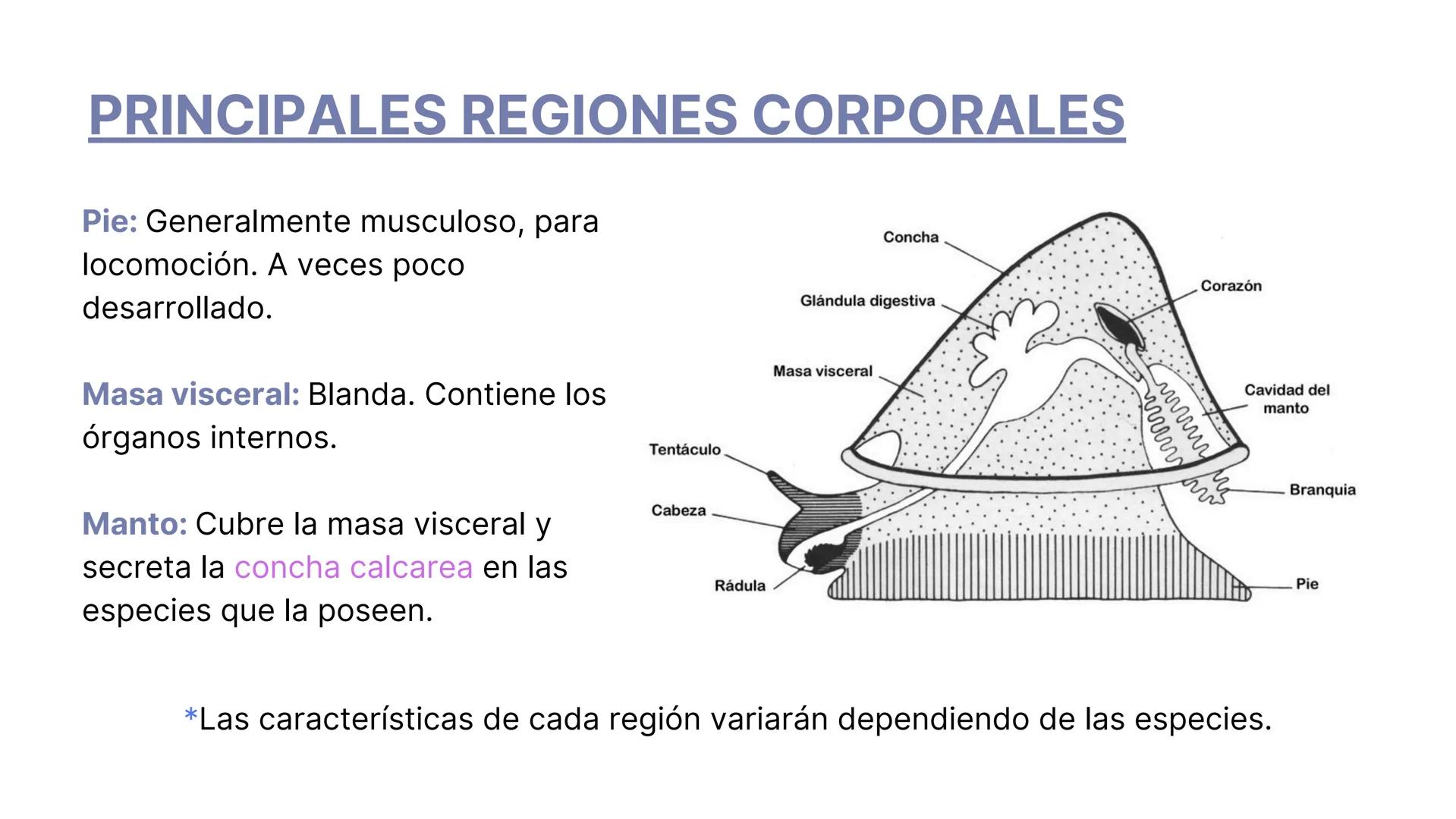 PHYLUM MOLLUSCA
MOLLIS: BLANDO, SUAVE
CARACTERÍSTICAS GENERALES:
-Celomados (Esquizocelomados)
-Sin segmentación.
-Simetría bilateral.
-Trib