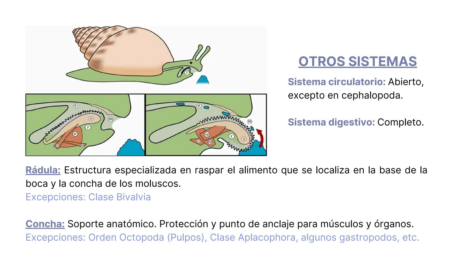 PHYLUM MOLLUSCA
MOLLIS: BLANDO, SUAVE
CARACTERÍSTICAS GENERALES:
-Celomados (Esquizocelomados)
-Sin segmentación.
-Simetría bilateral.
-Trib