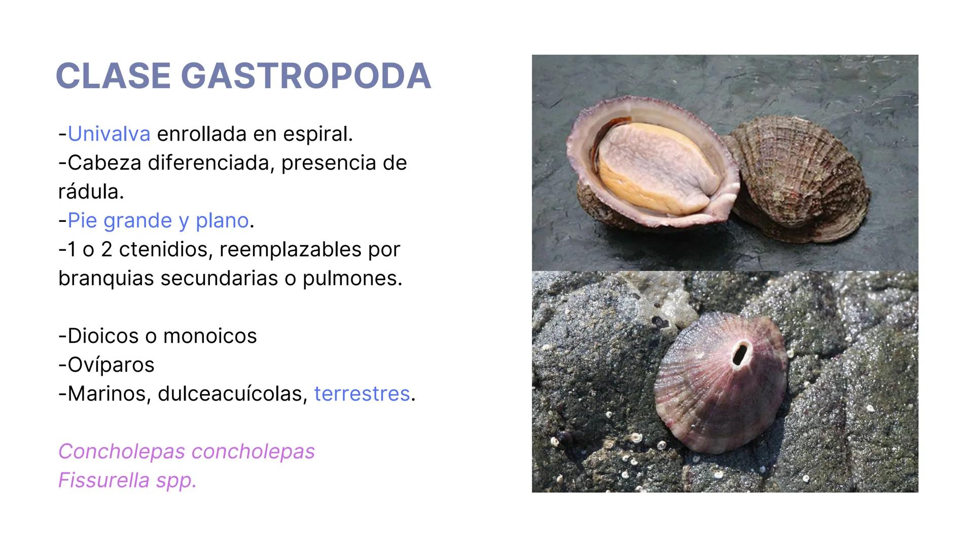 PHYLUM MOLLUSCA
MOLLIS: BLANDO, SUAVE
CARACTERÍSTICAS GENERALES:
-Celomados (Esquizocelomados)
-Sin segmentación.
-Simetría bilateral.
-Trib