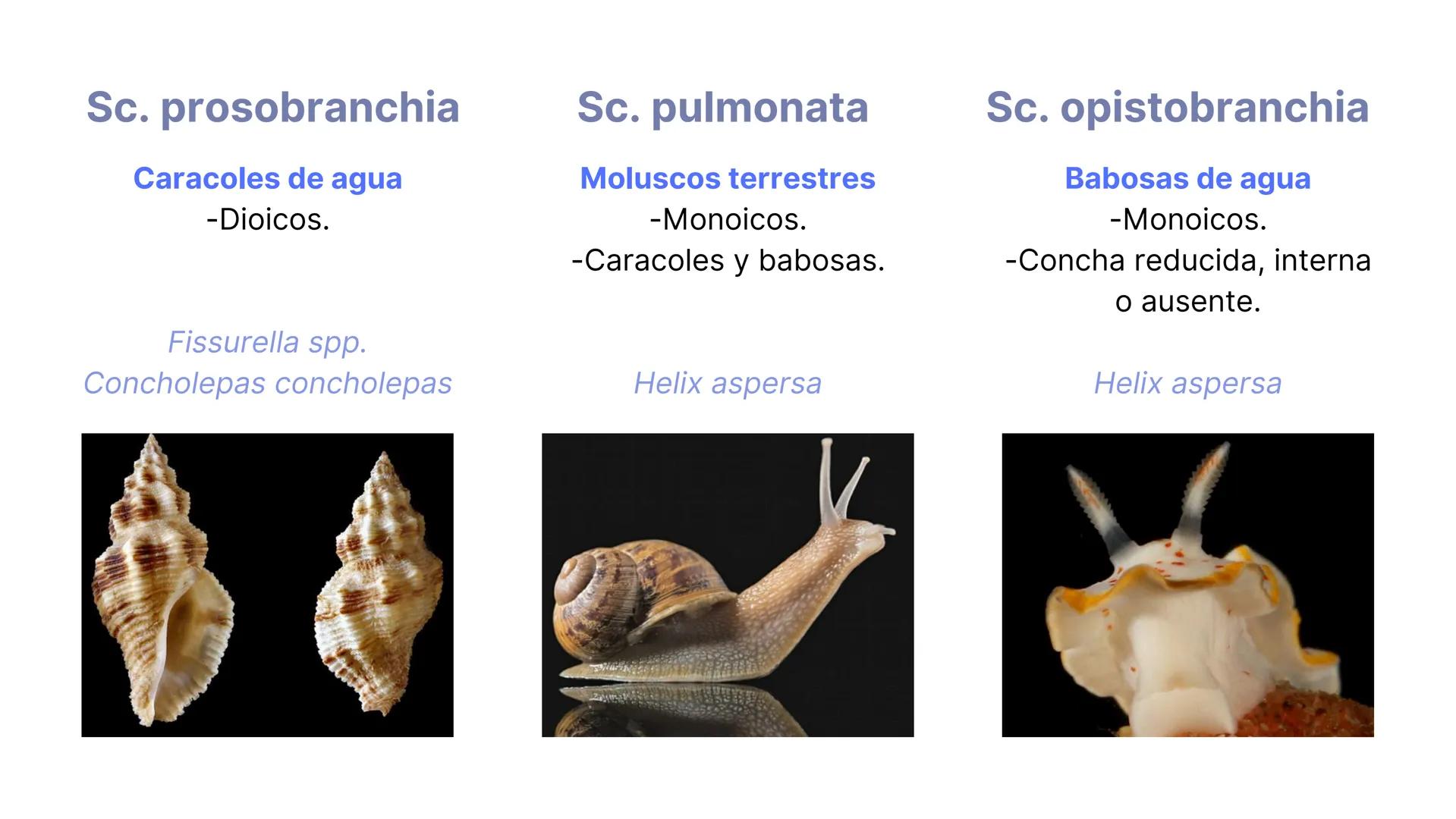 PHYLUM MOLLUSCA
MOLLIS: BLANDO, SUAVE
CARACTERÍSTICAS GENERALES:
-Celomados (Esquizocelomados)
-Sin segmentación.
-Simetría bilateral.
-Trib