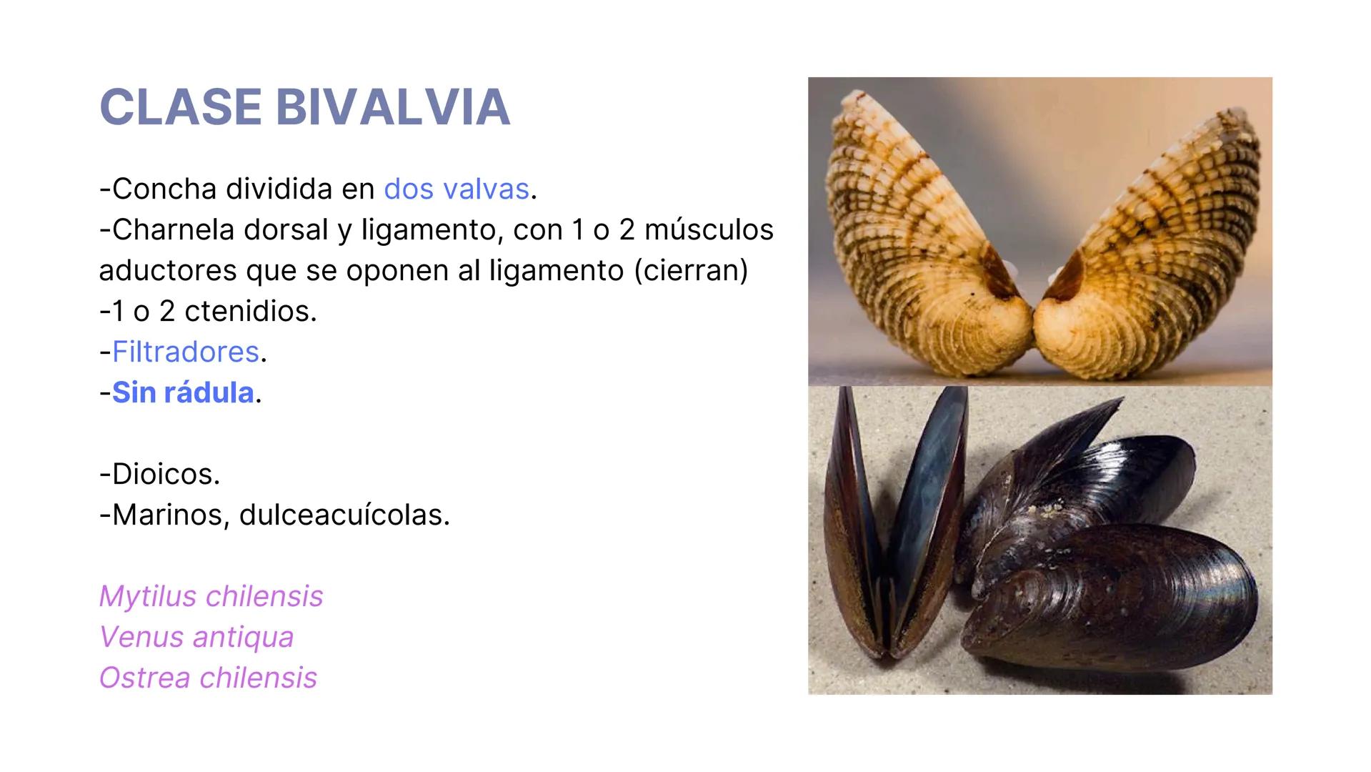 PHYLUM MOLLUSCA
MOLLIS: BLANDO, SUAVE
CARACTERÍSTICAS GENERALES:
-Celomados (Esquizocelomados)
-Sin segmentación.
-Simetría bilateral.
-Trib