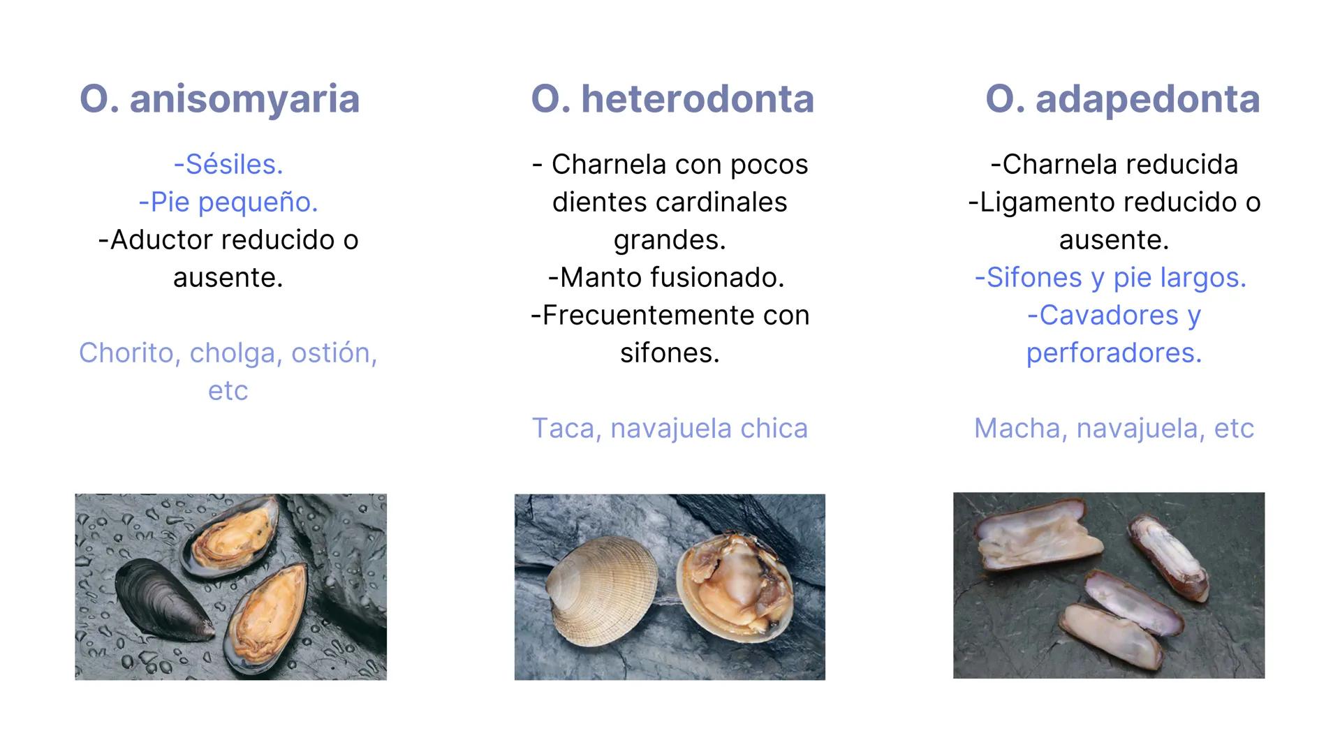 PHYLUM MOLLUSCA
MOLLIS: BLANDO, SUAVE
CARACTERÍSTICAS GENERALES:
-Celomados (Esquizocelomados)
-Sin segmentación.
-Simetría bilateral.
-Trib