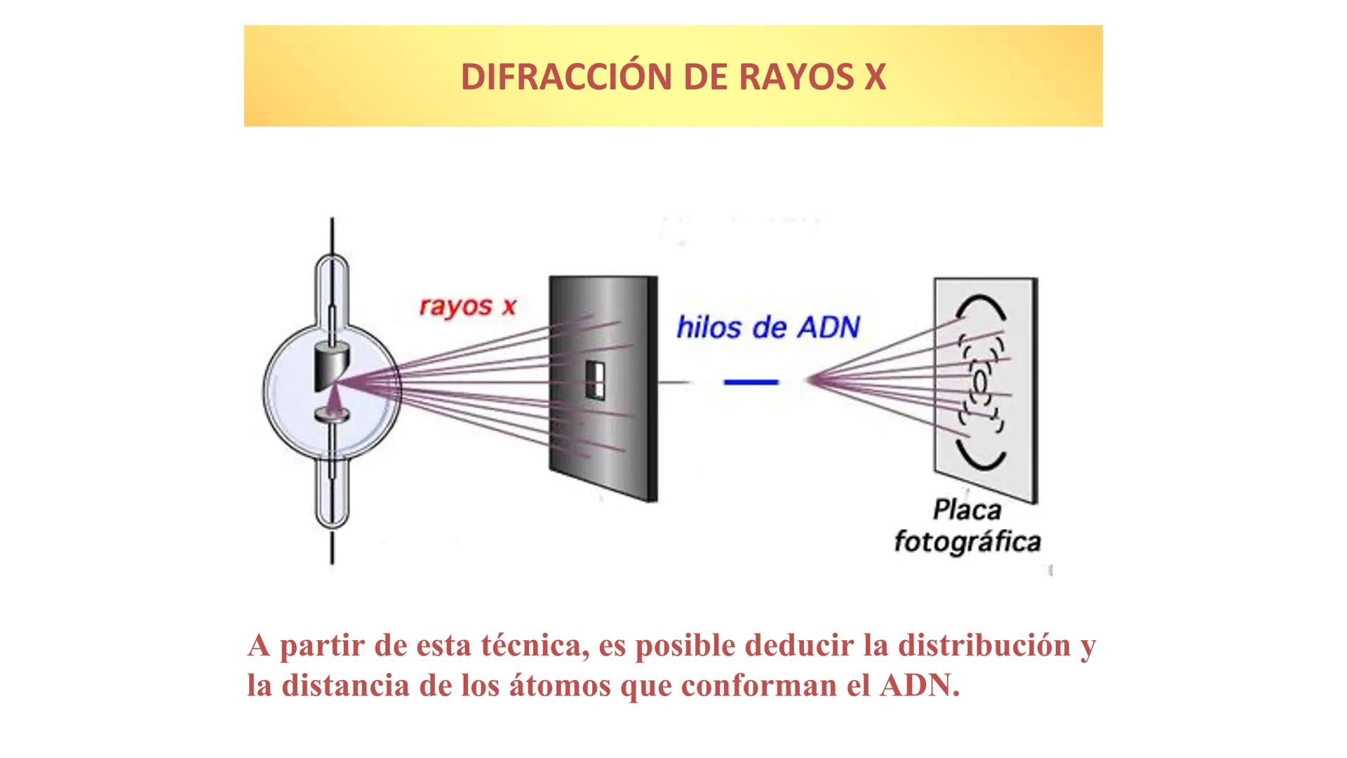 # Preguntas
¿Qué hay en tu cuerpo que te hace quien eres?
¿Qué te hace distinta de tu compañera?
¿De dónde crees que proviene esta inform
