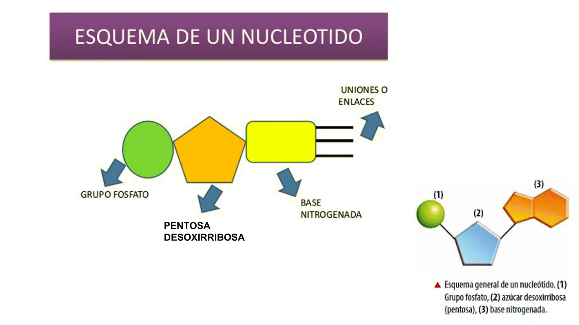 # Preguntas
¿Qué hay en tu cuerpo que te hace quien eres?
¿Qué te hace distinta de tu compañera?
¿De dónde crees que proviene esta inform