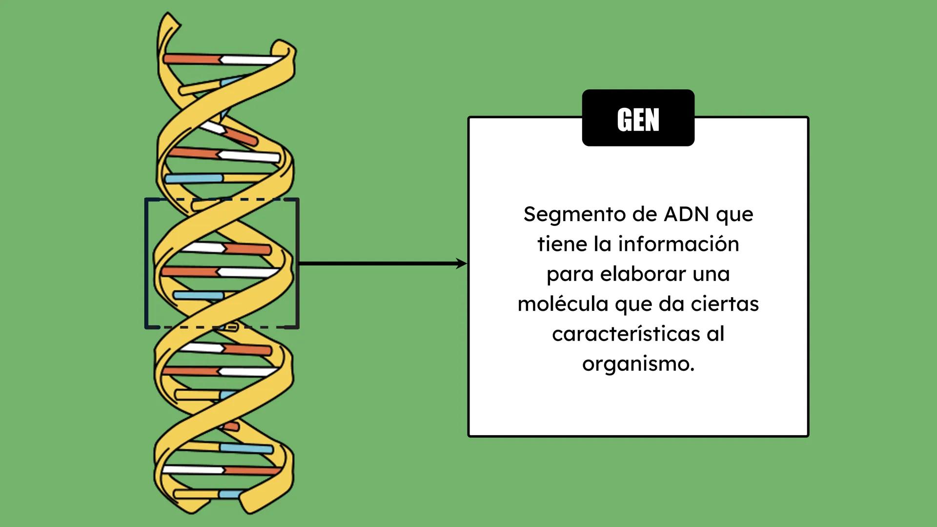 # Preguntas
¿Qué hay en tu cuerpo que te hace quien eres?
¿Qué te hace distinta de tu compañera?
¿De dónde crees que proviene esta inform