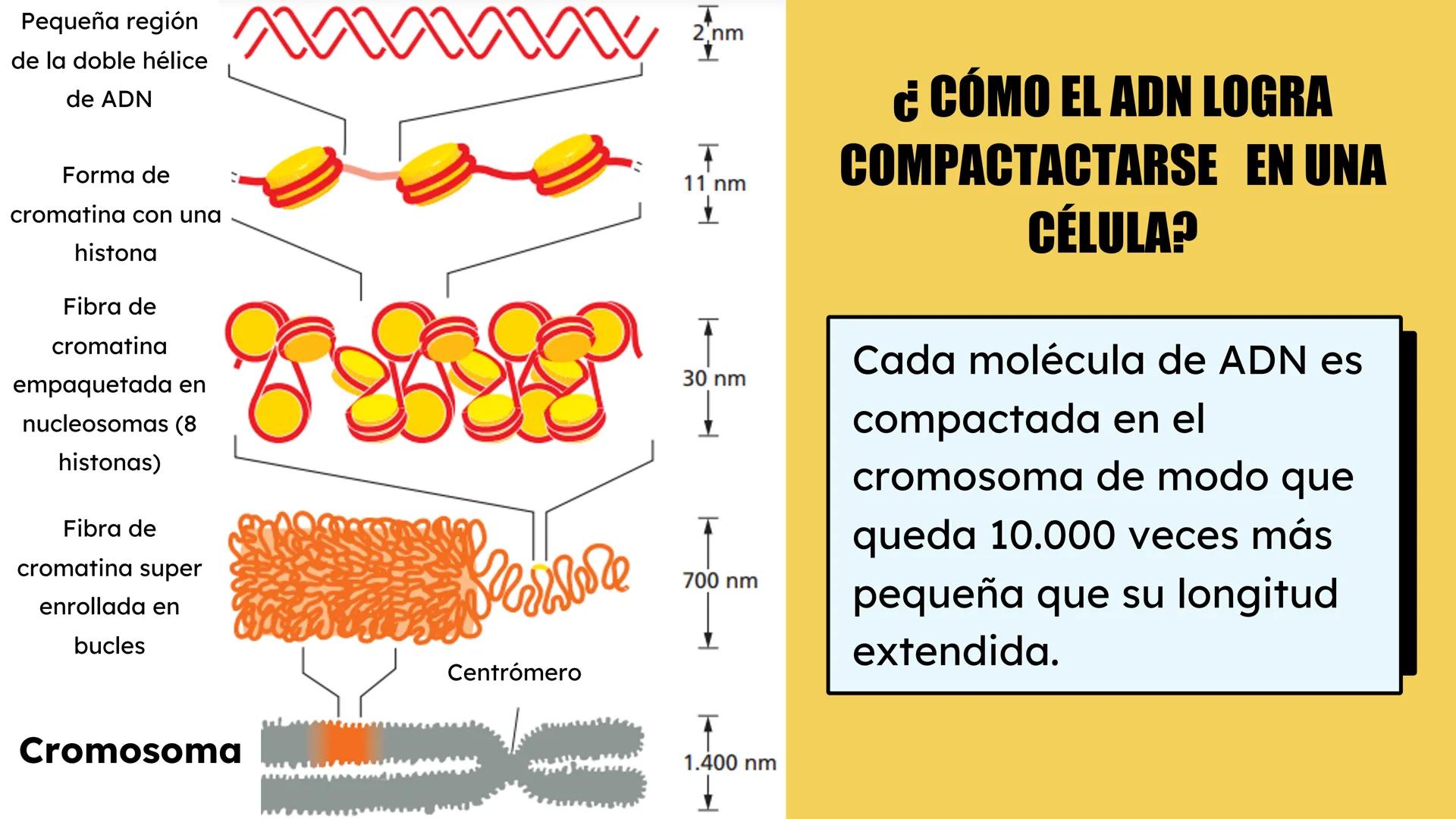 # Preguntas
¿Qué hay en tu cuerpo que te hace quien eres?
¿Qué te hace distinta de tu compañera?
¿De dónde crees que proviene esta inform