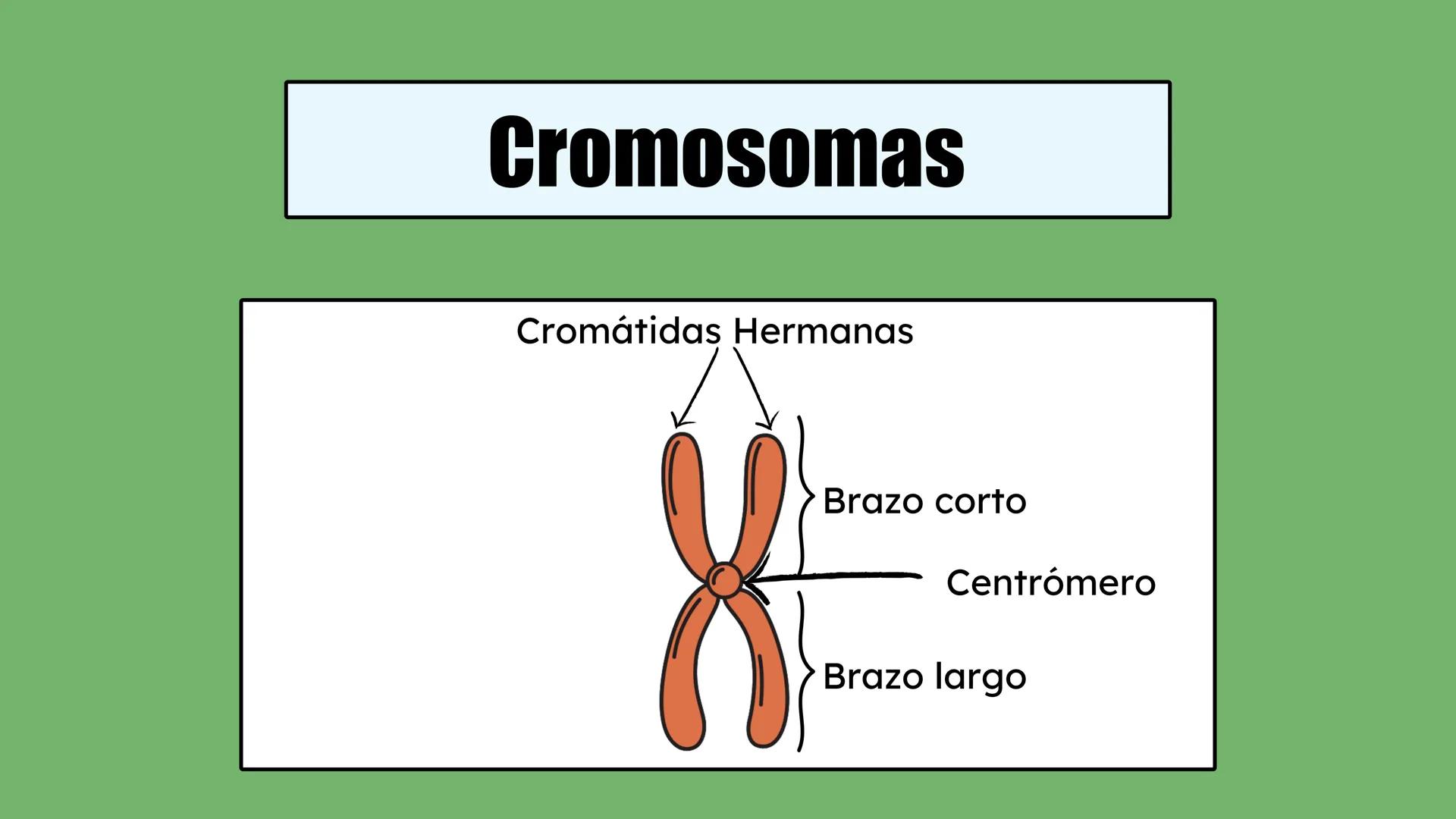 # Preguntas
¿Qué hay en tu cuerpo que te hace quien eres?
¿Qué te hace distinta de tu compañera?
¿De dónde crees que proviene esta inform