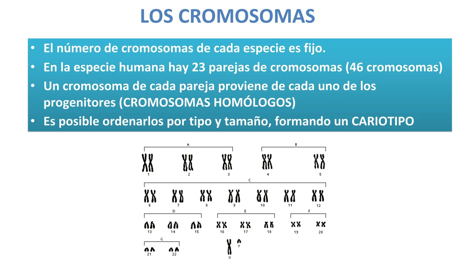 # Preguntas
¿Qué hay en tu cuerpo que te hace quien eres?
¿Qué te hace distinta de tu compañera?
¿De dónde crees que proviene esta inform